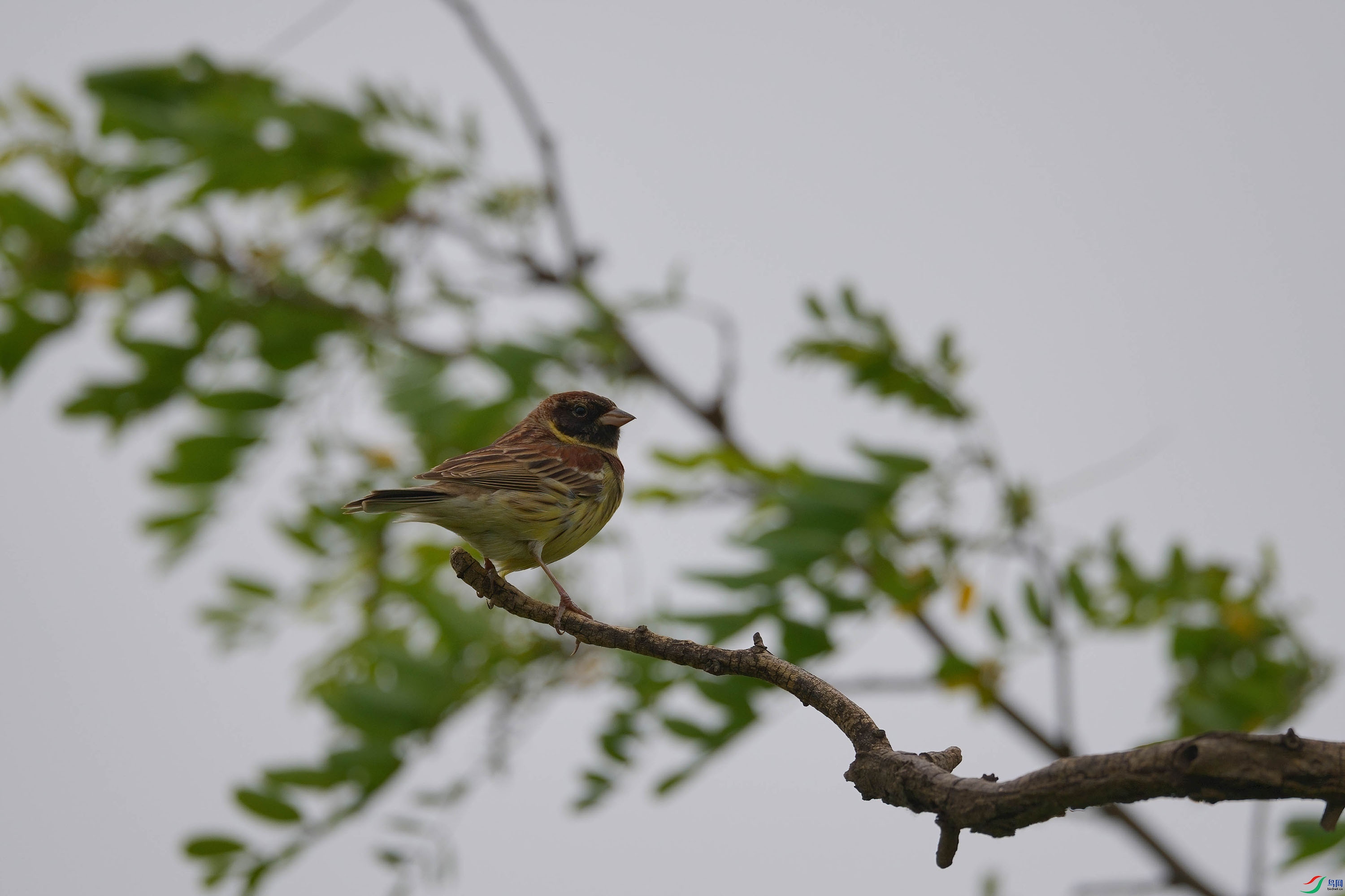 DSC00253-DeNoiseAI-standard ����.jpg