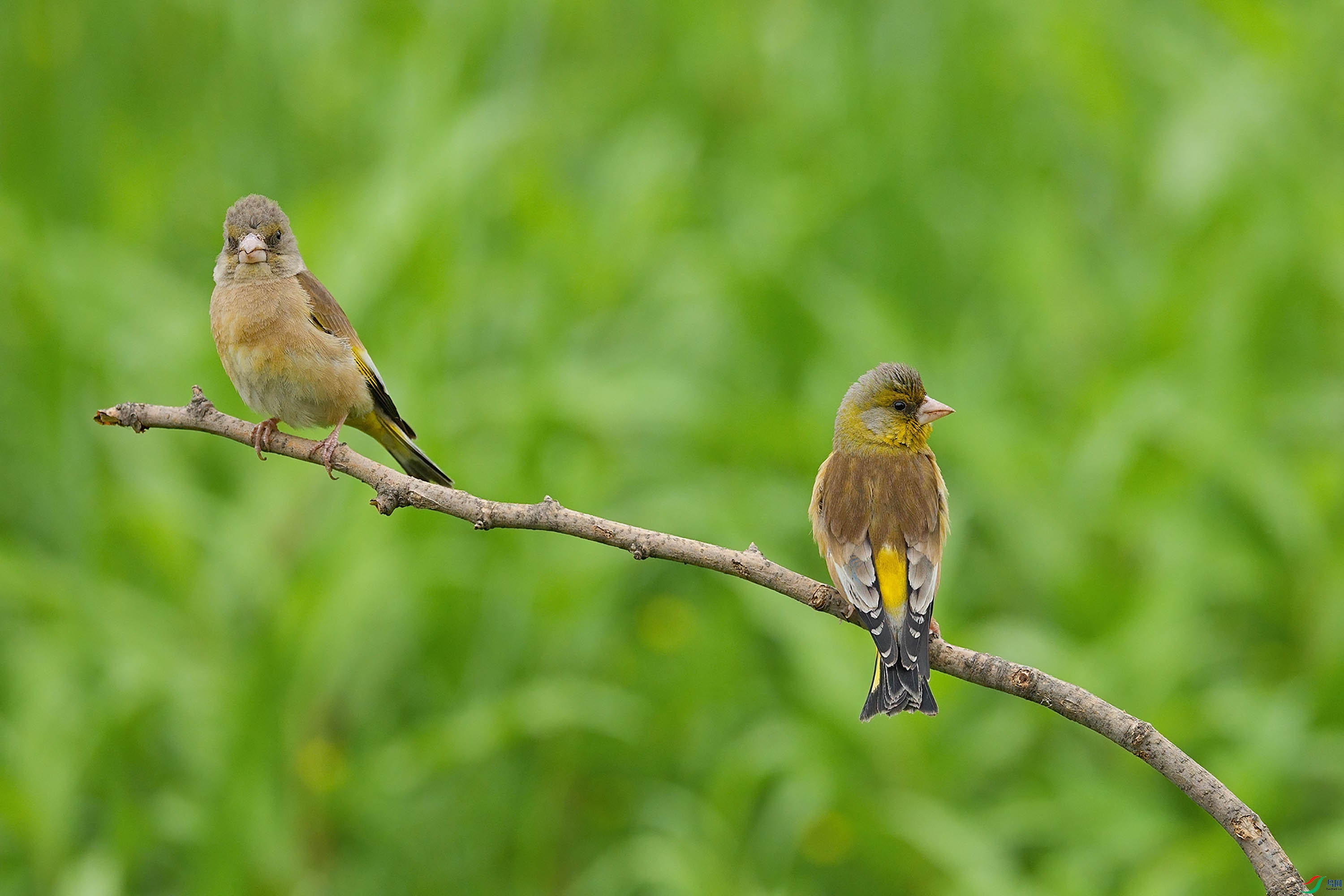 DSC00153-DeNoiseAI-standard ����.jpg