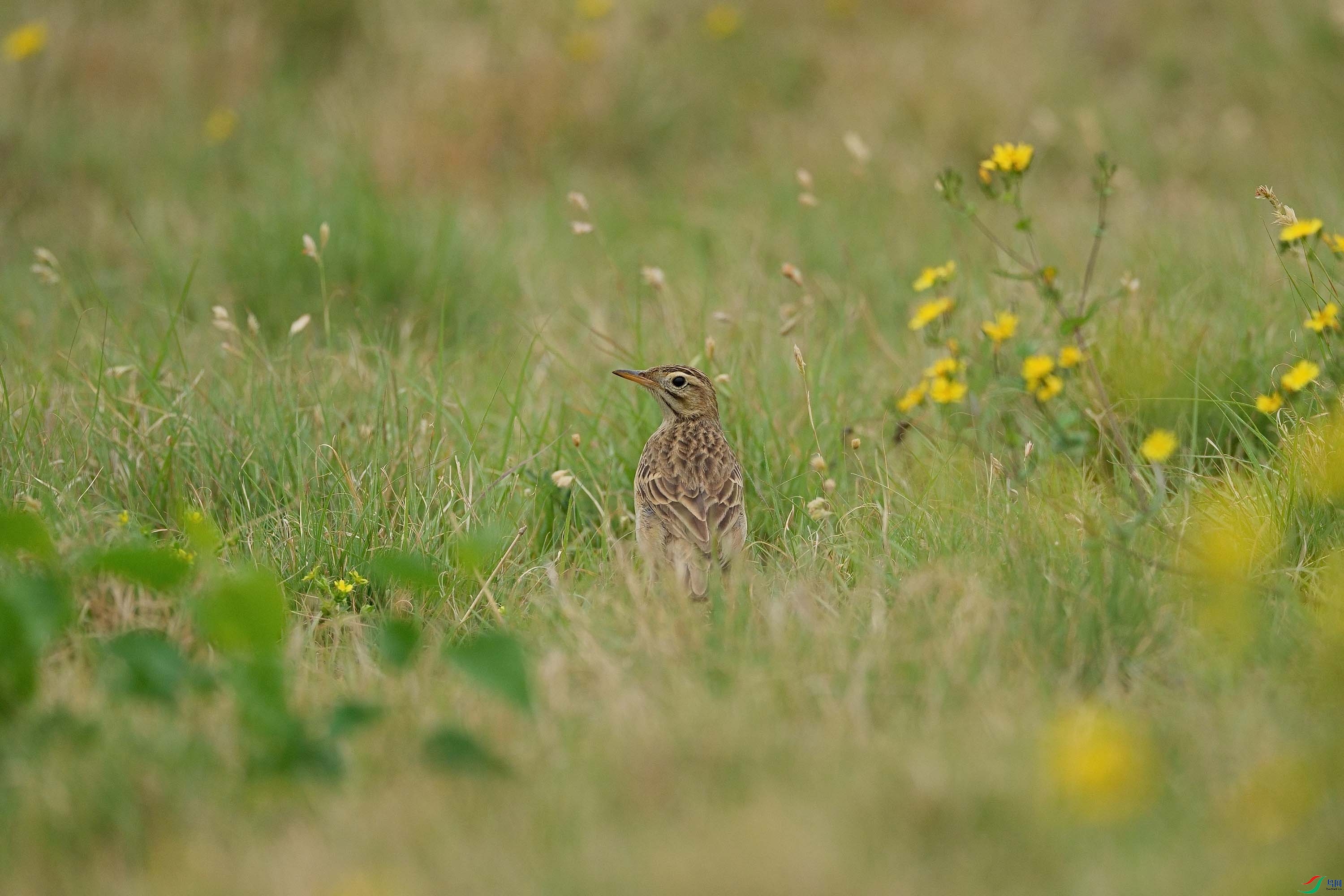 DSC00341-DeNoiseAI-standard ����.jpg