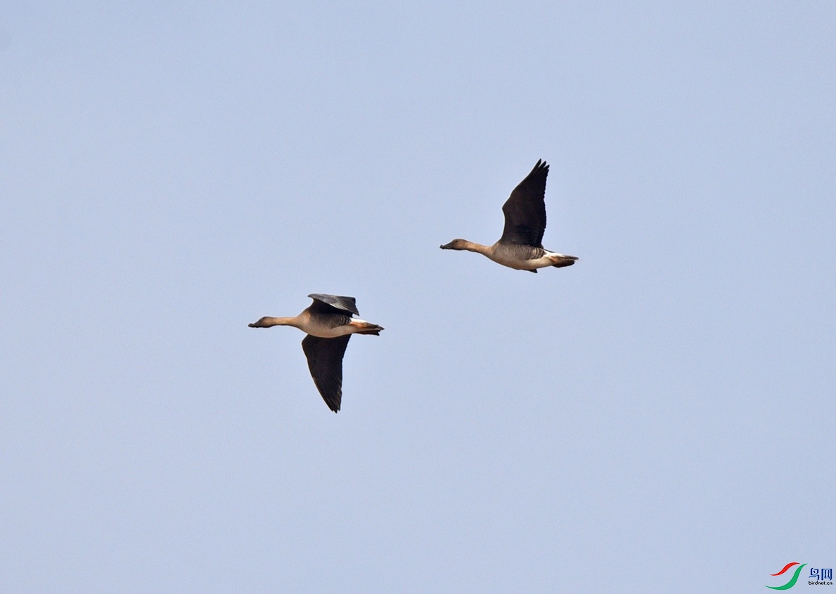 DSC_6239f.jpg