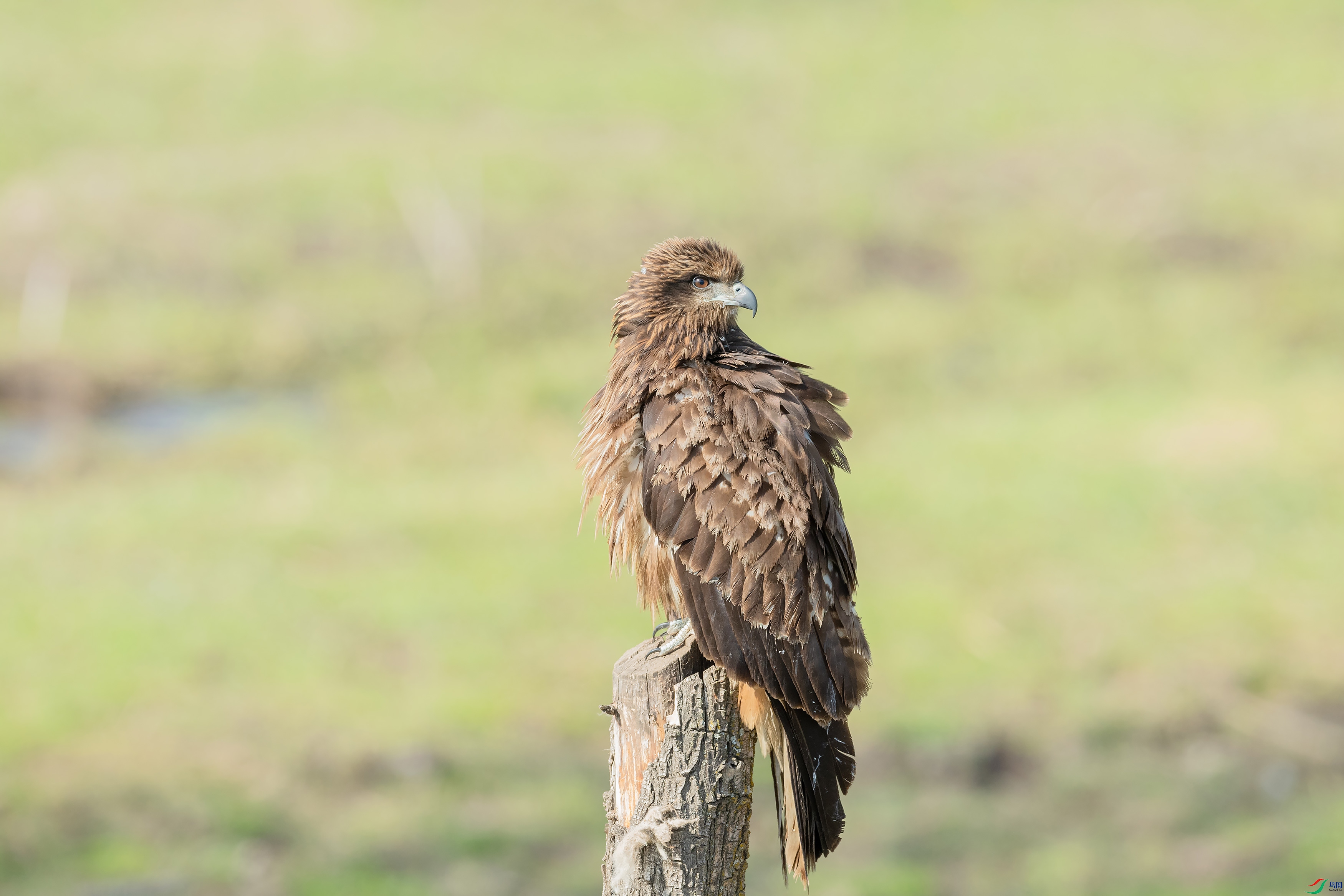 DSC_4574-1.jpg
