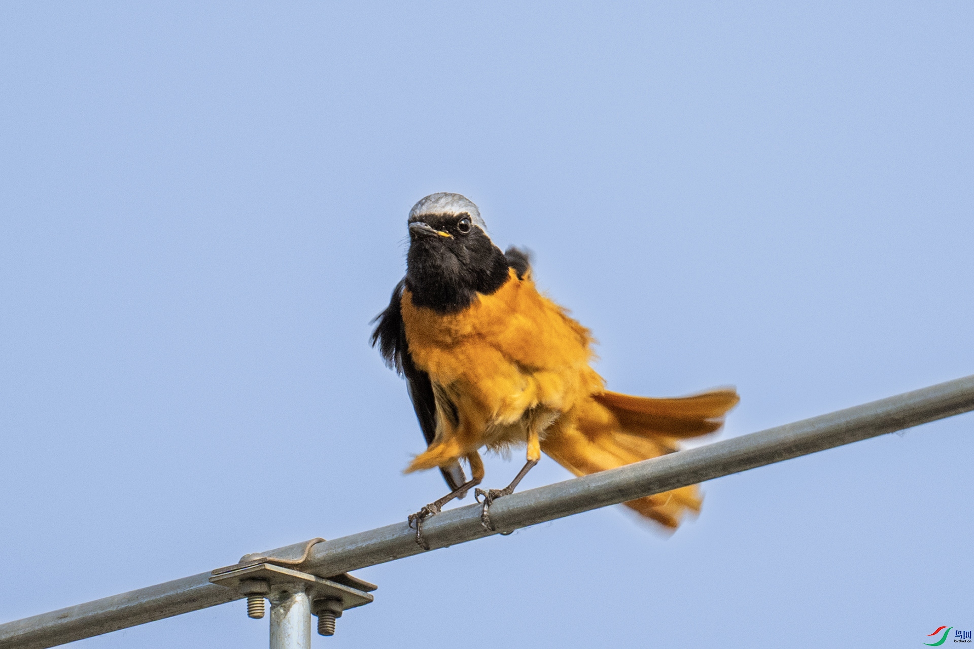 DSC_9094�᲻�õ�ѡ�� ����β�.jpg