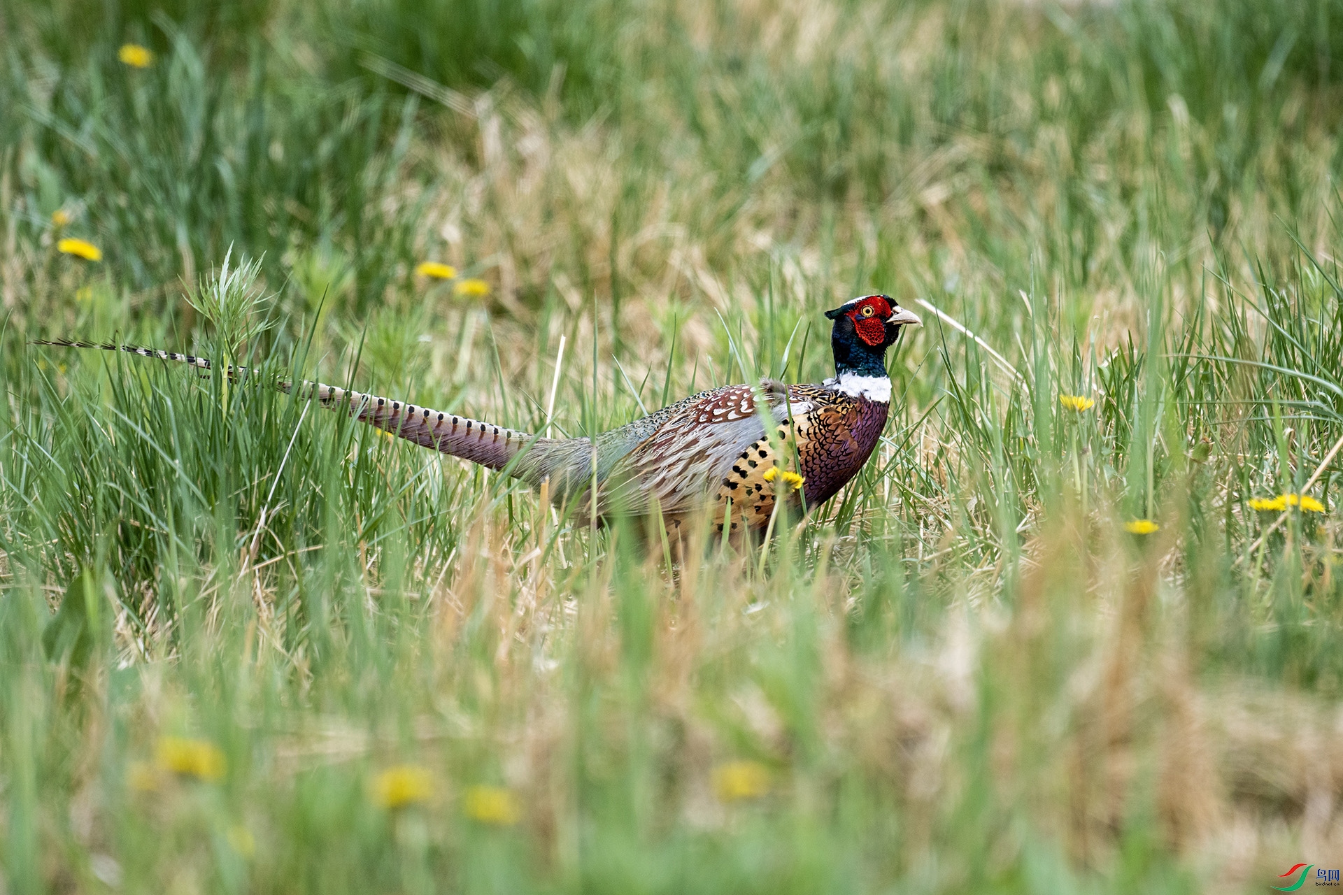 DSC_9779�᲻�õ�ѡ�� ������.jpg