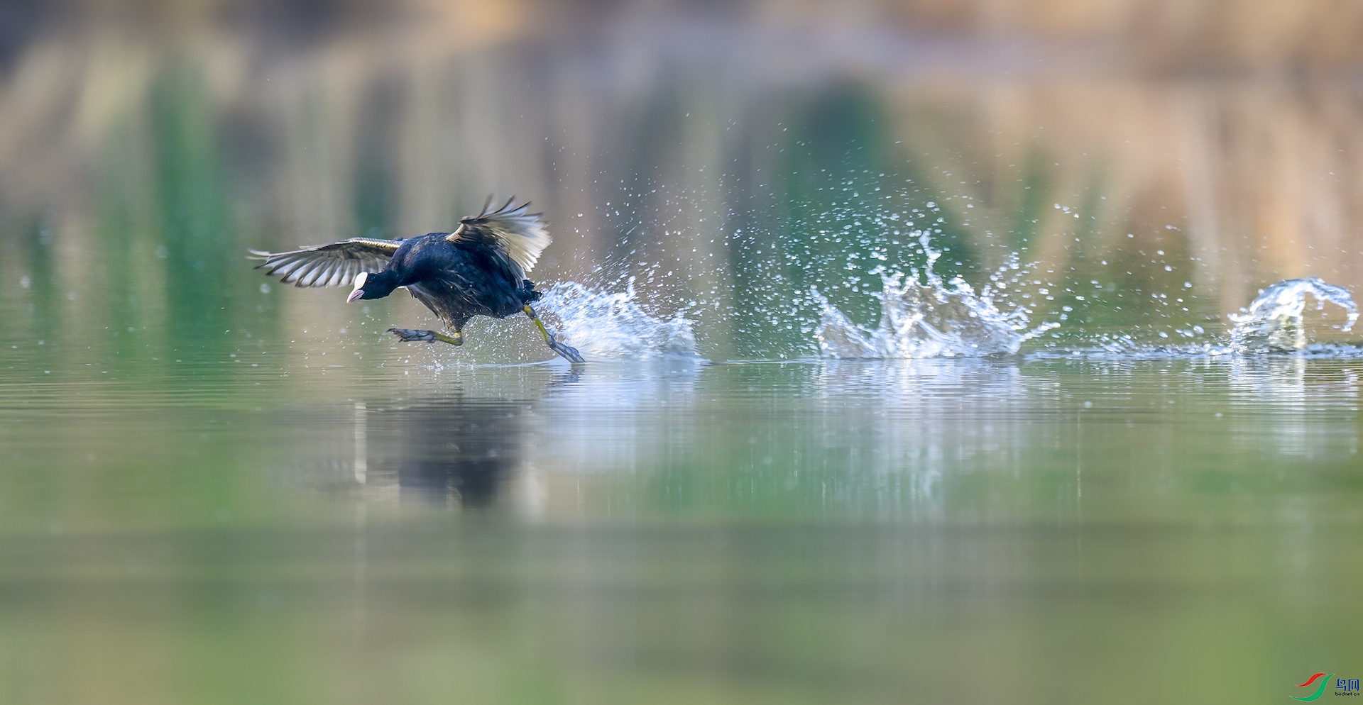 ��Ʒ������֮زز ������ �׹Ƕ���.jpg