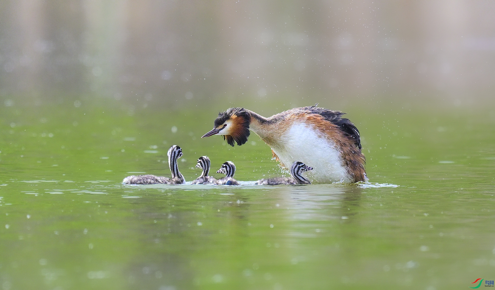 ��Ʒ����ĸ�� ������ ��ͷ�G�f.jpg