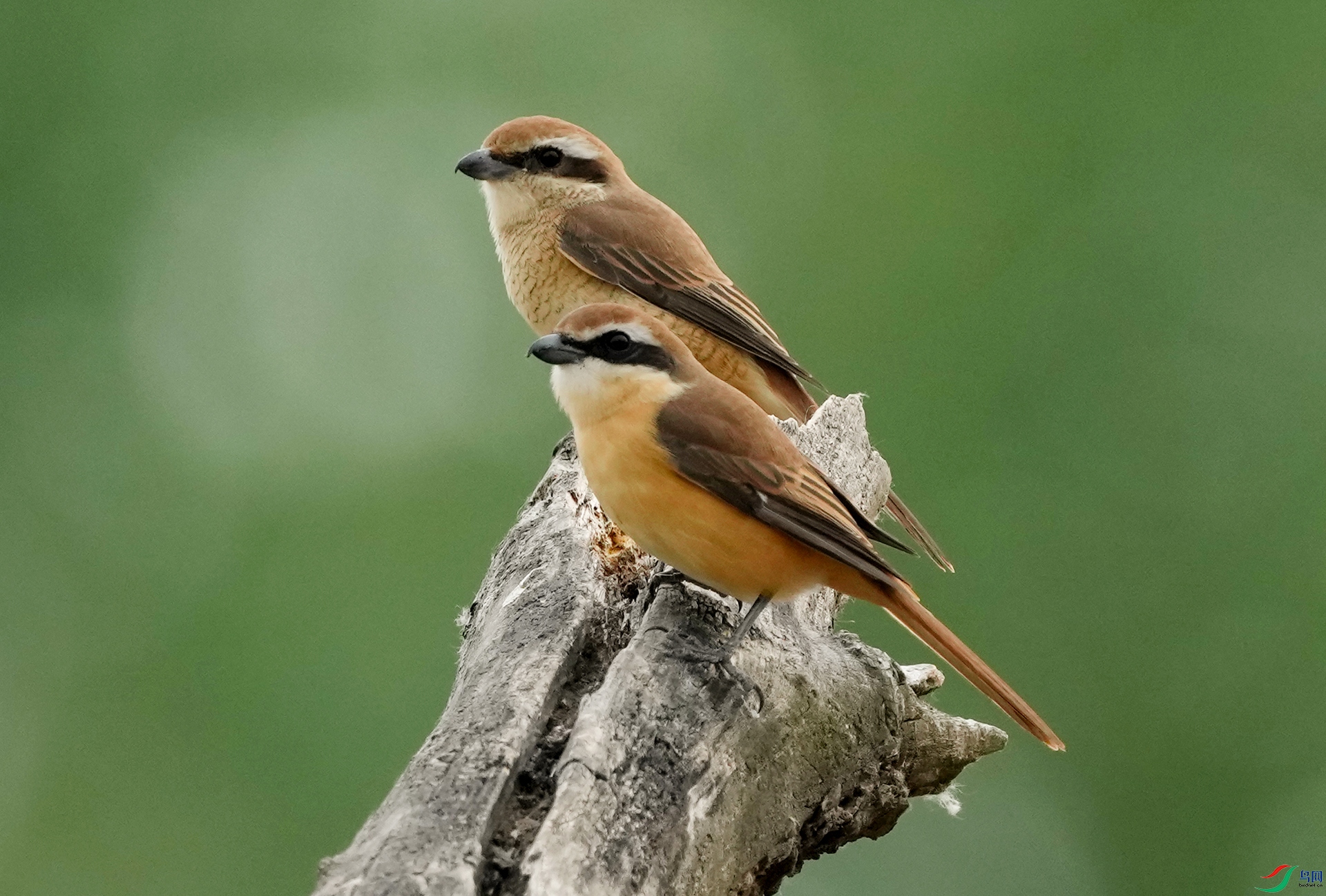 ������  ����.jpg