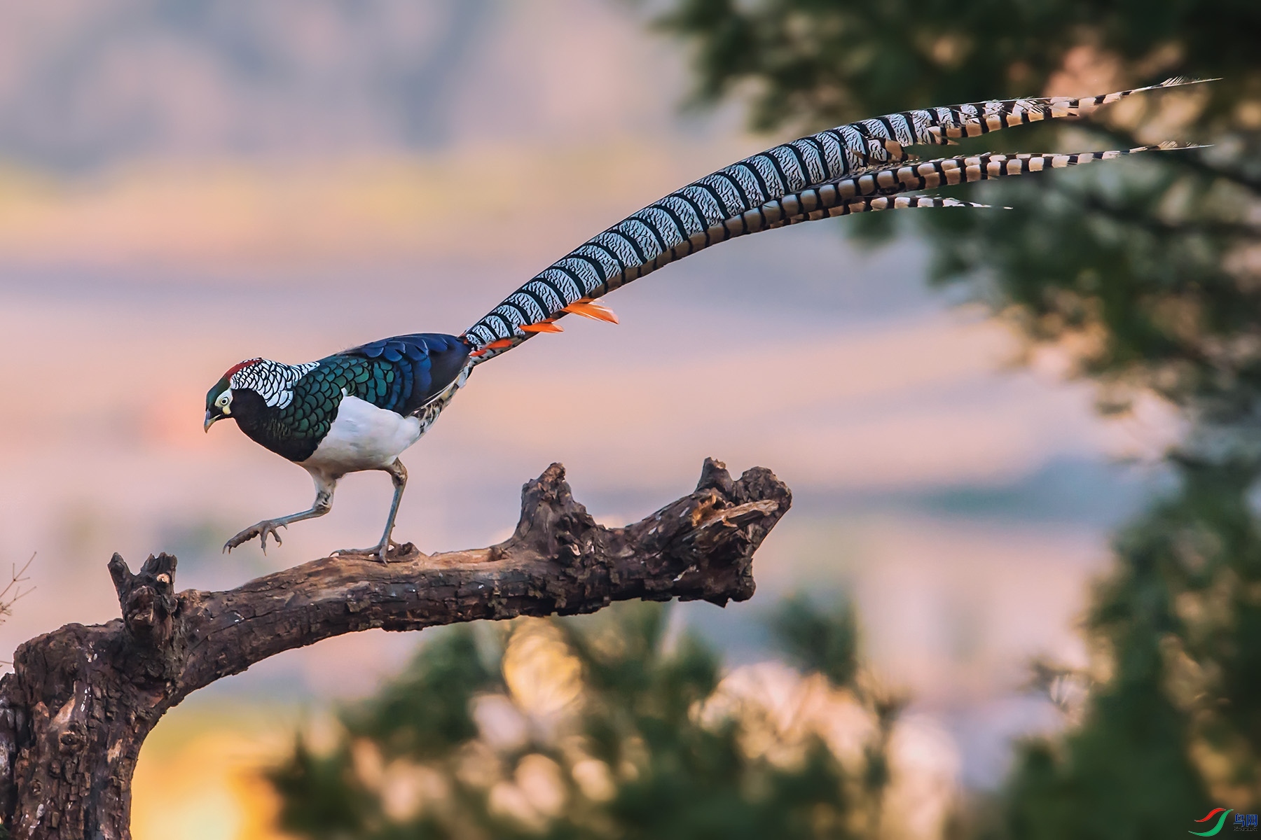 ����Ϧ����