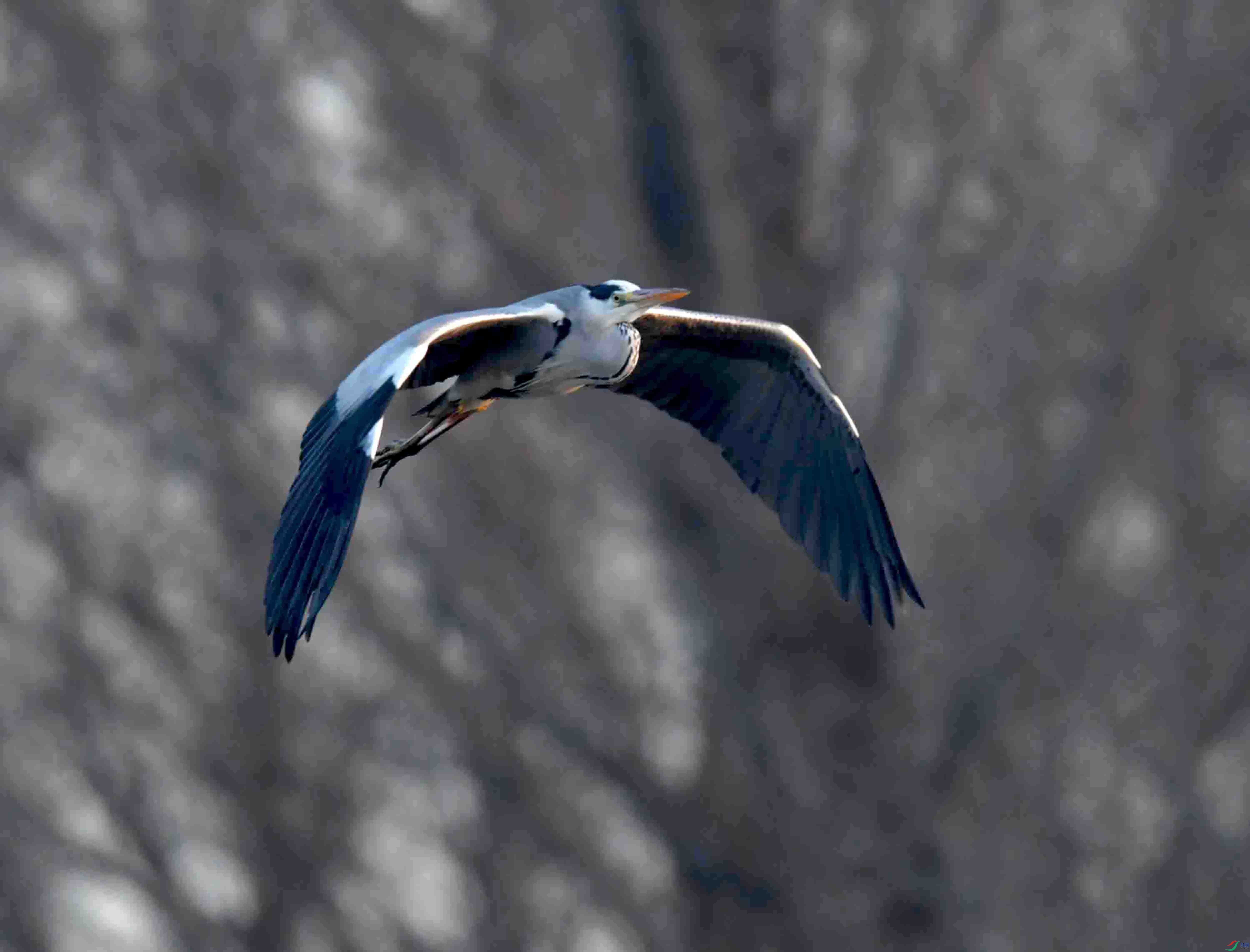 DSC_1513.JPG