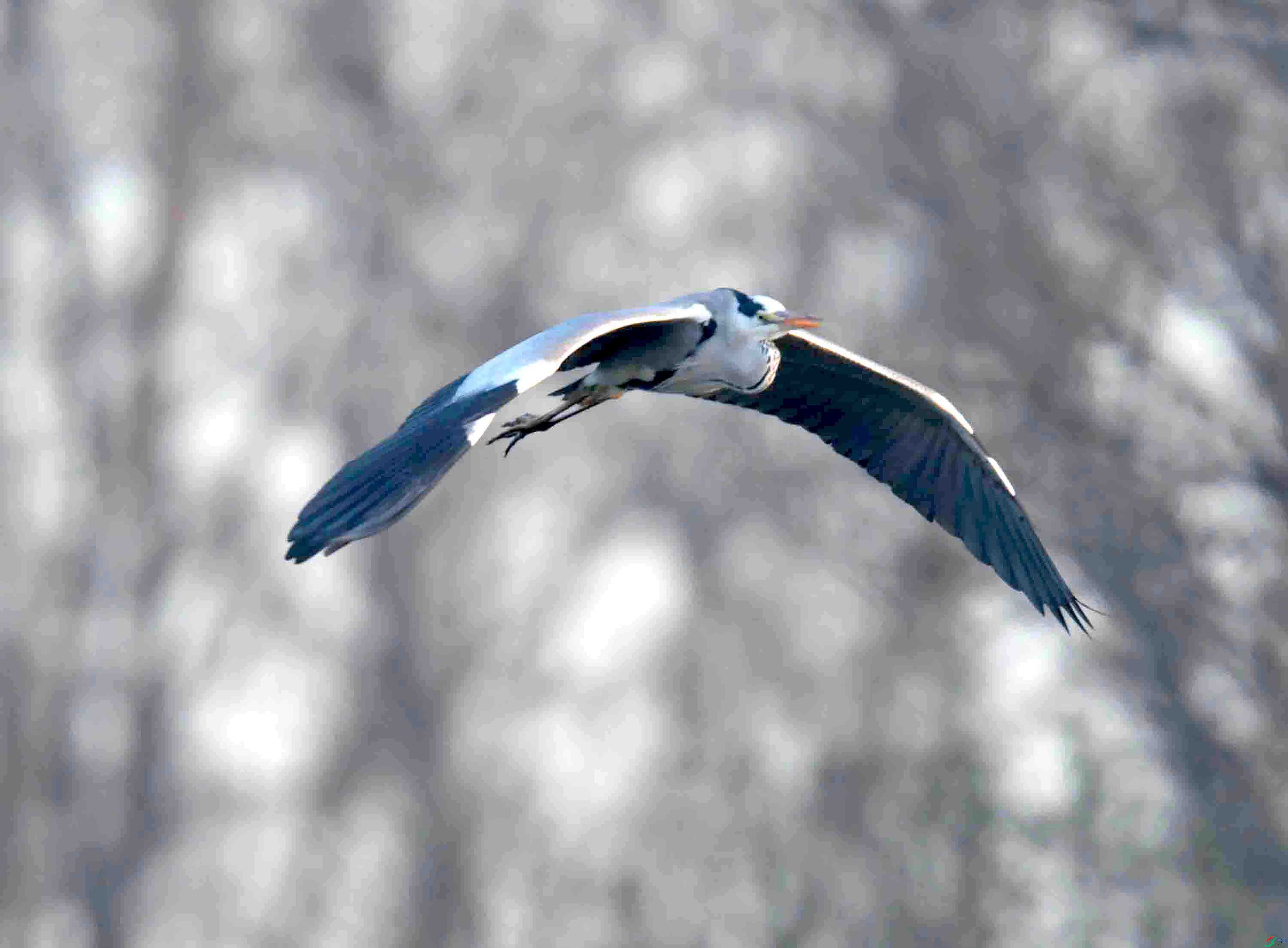 DSC_1511.JPG