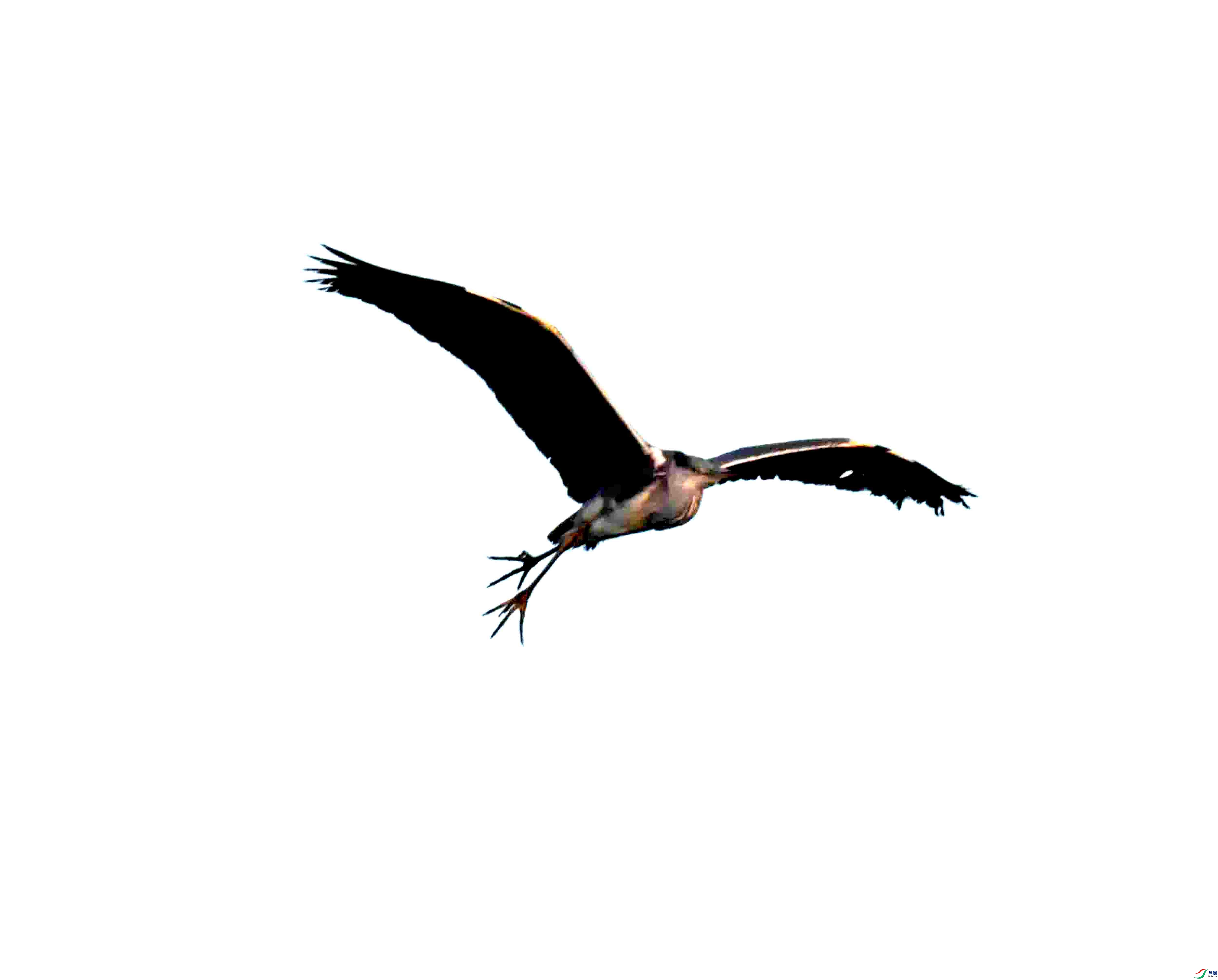 DSC_1520.JPG