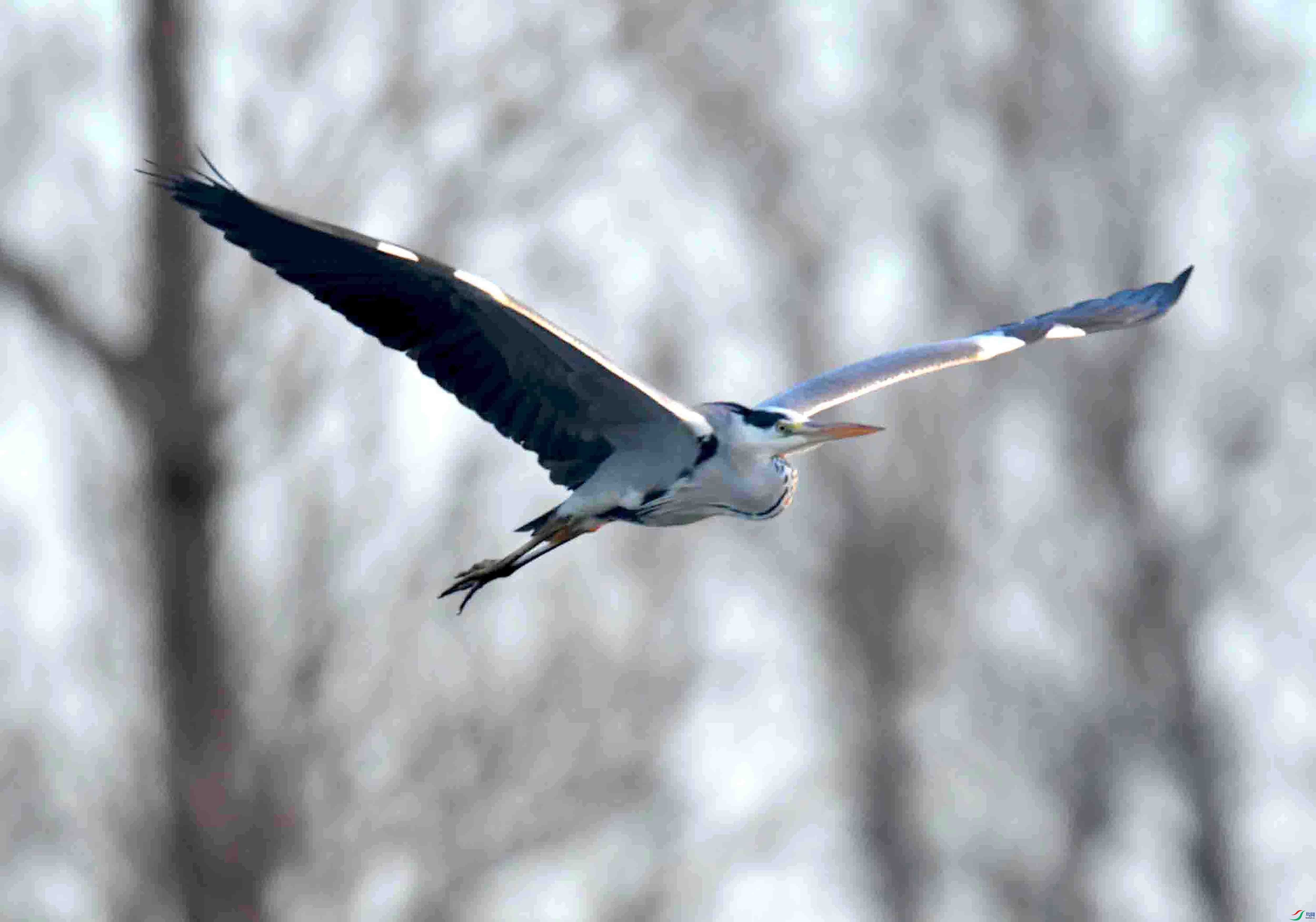 DSC_1517.JPG