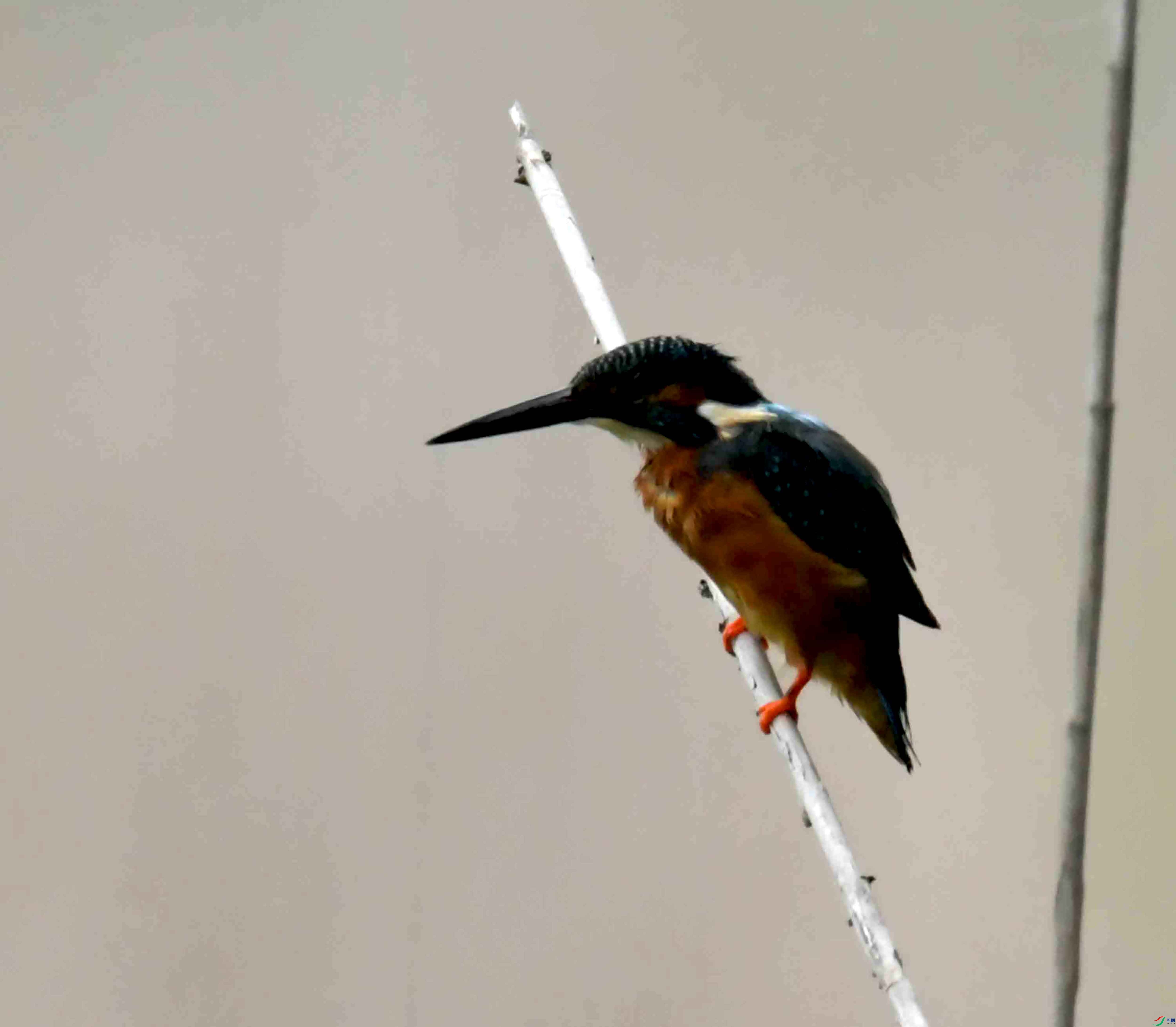DSC_1288.JPG