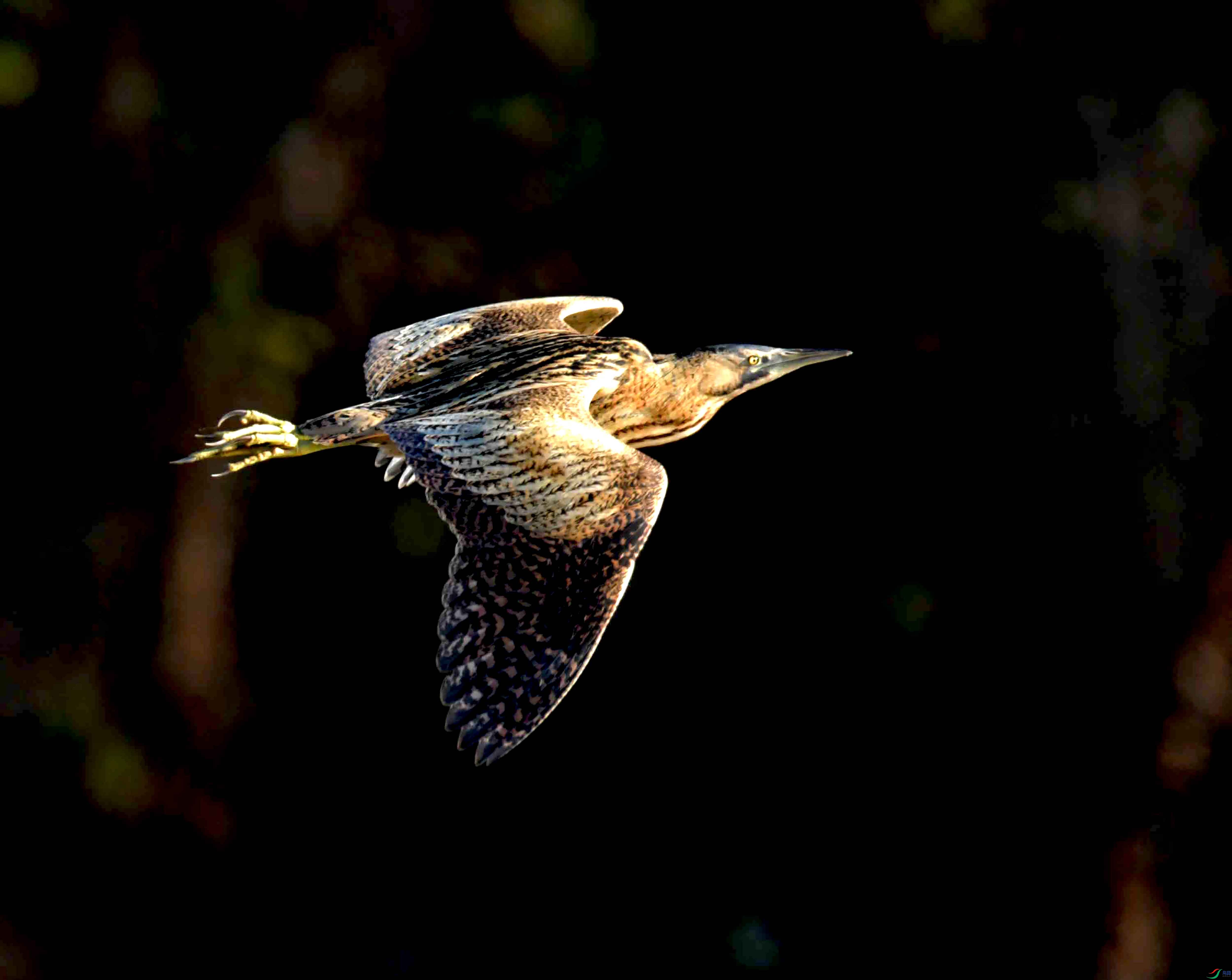 DSC_0683.JPG