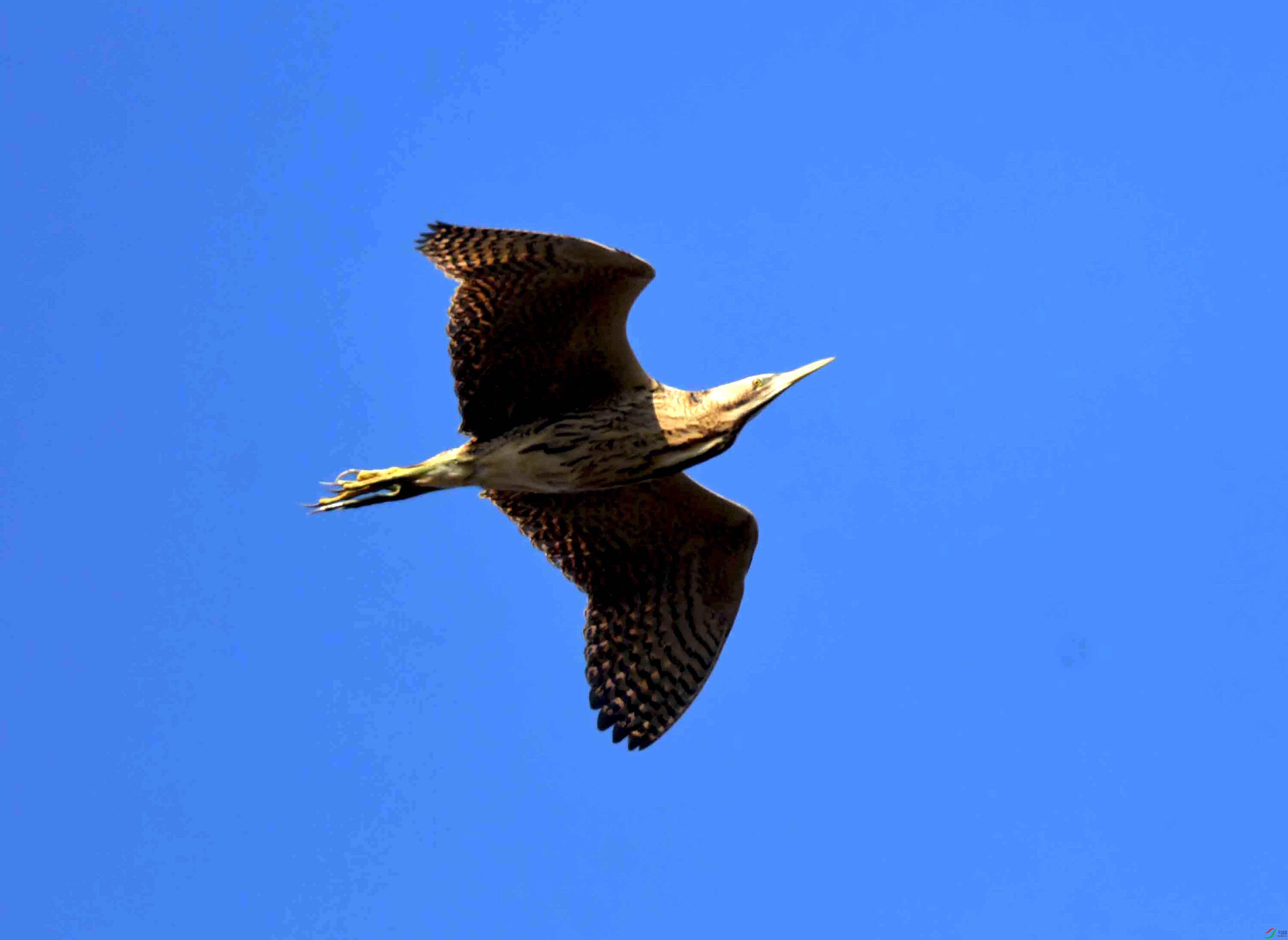 DSC_0765.JPG