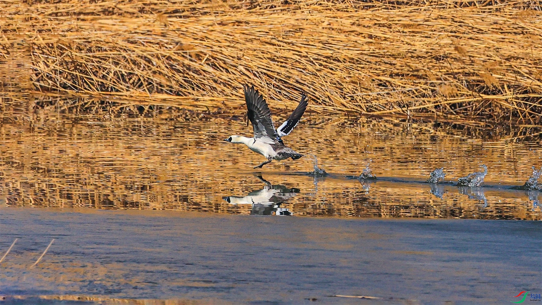 1K3A6313 ����1.jpg