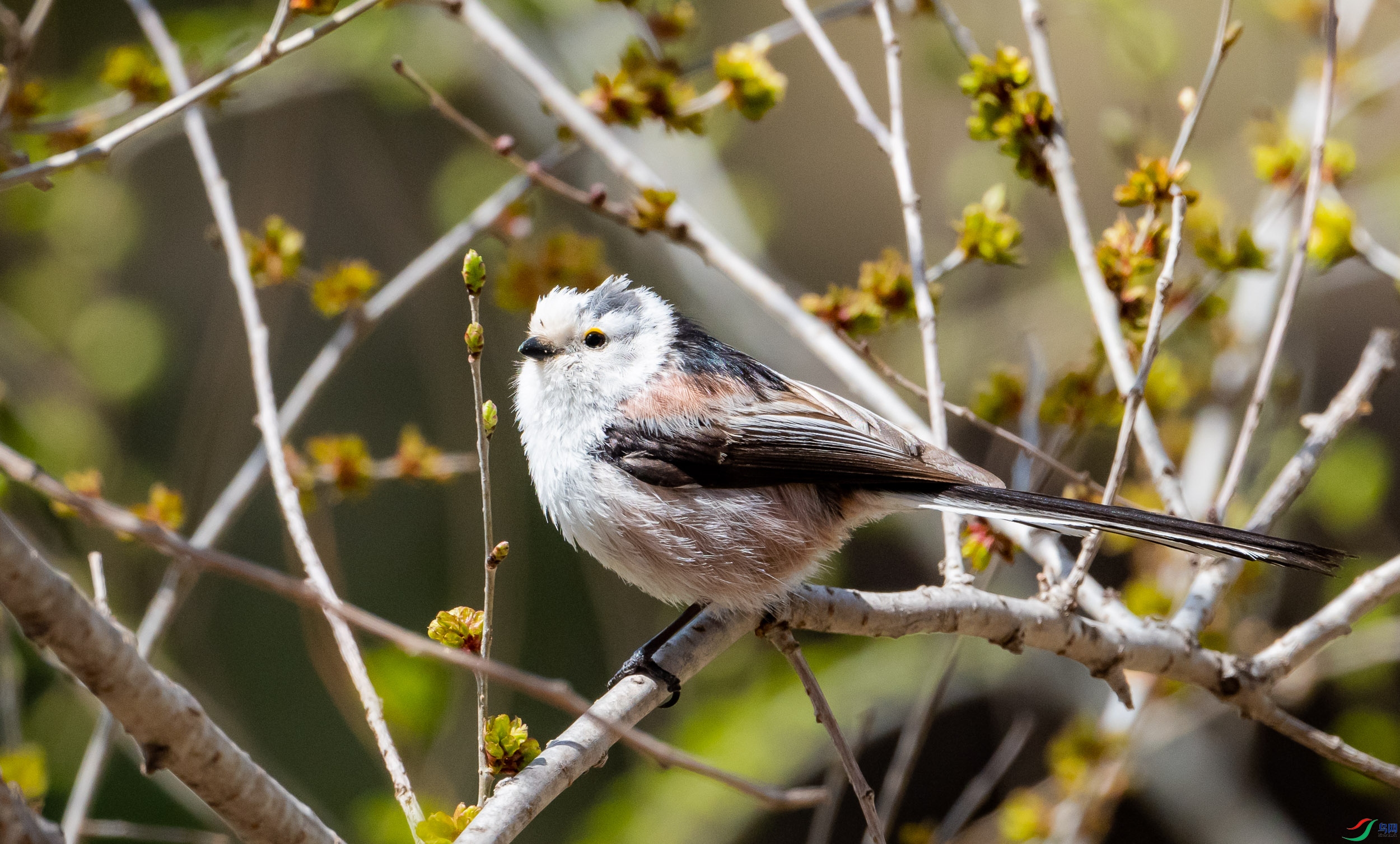 ������βɽȸ