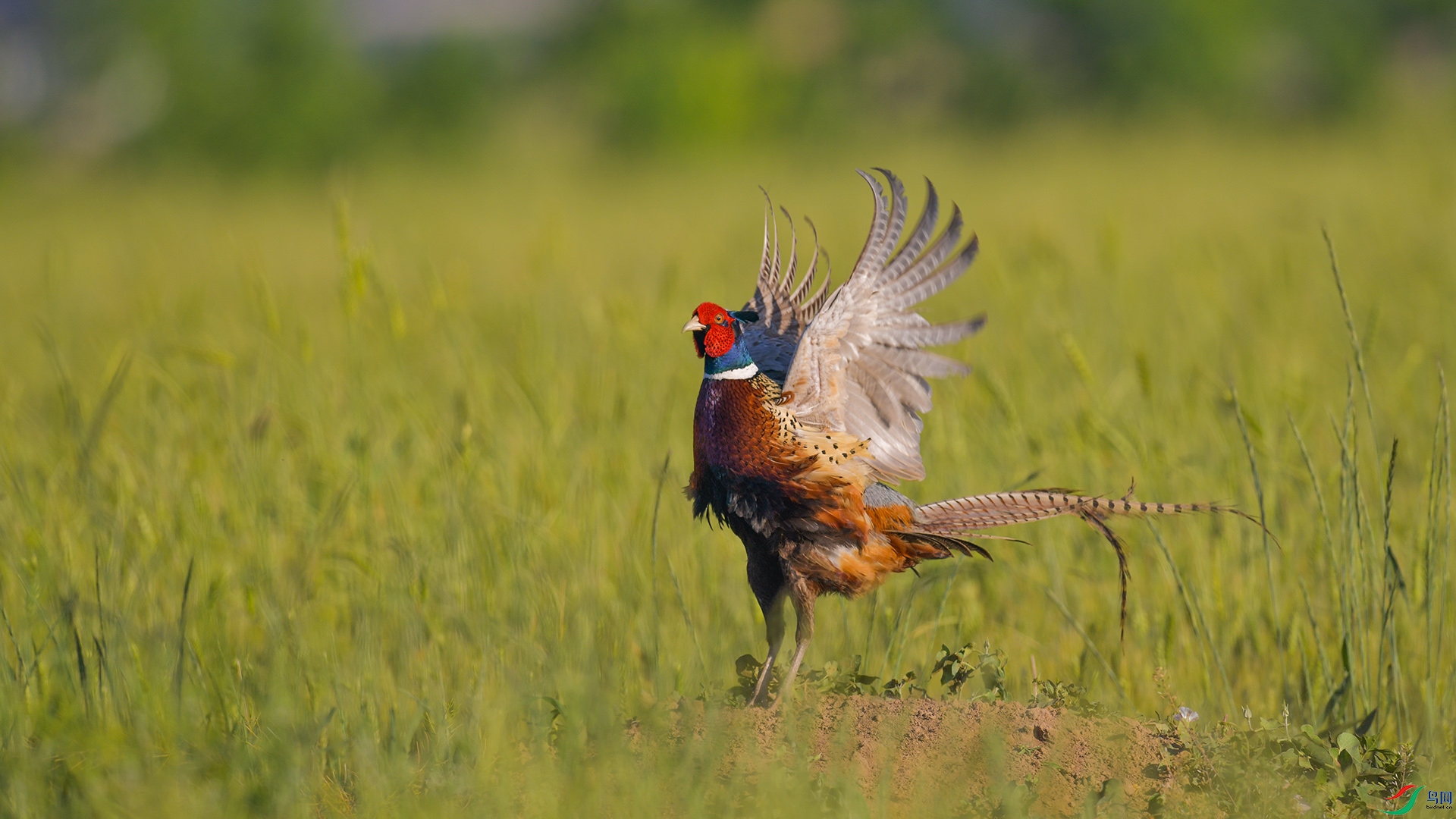 XQD_7141 ������.jpg