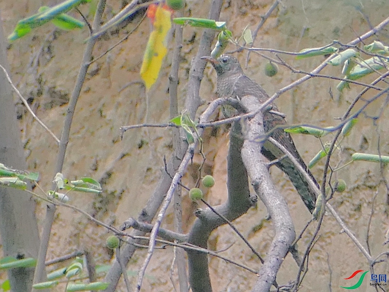 P7130109 - ����.JPG