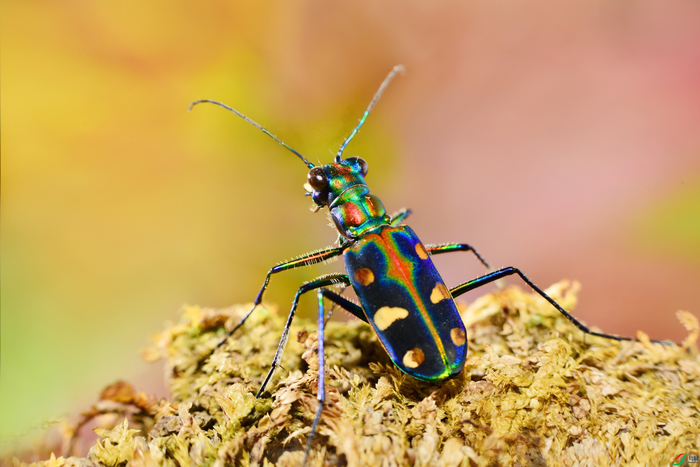 DSC_0081 ����.jpg