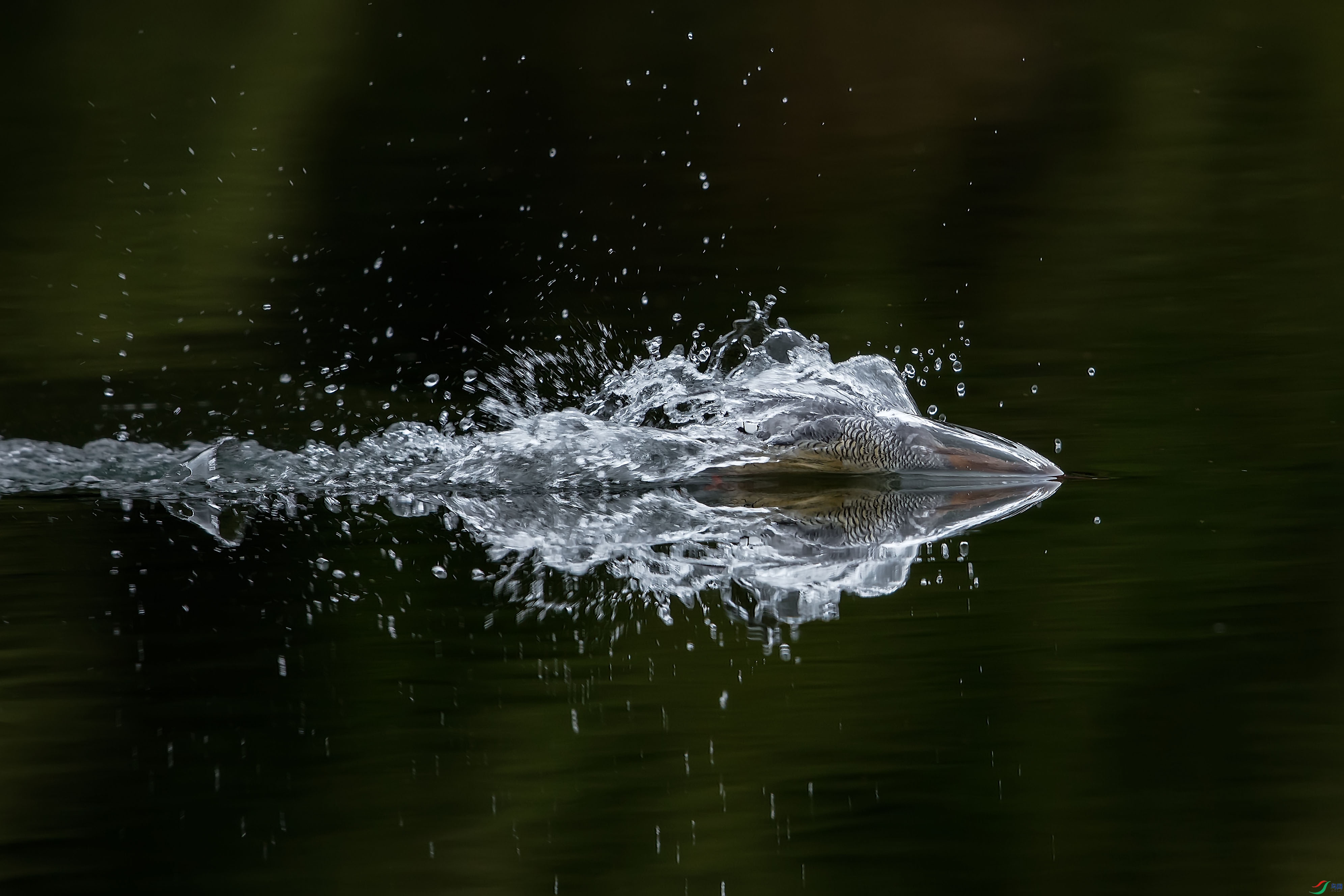 wy01_1248 ����.jpg