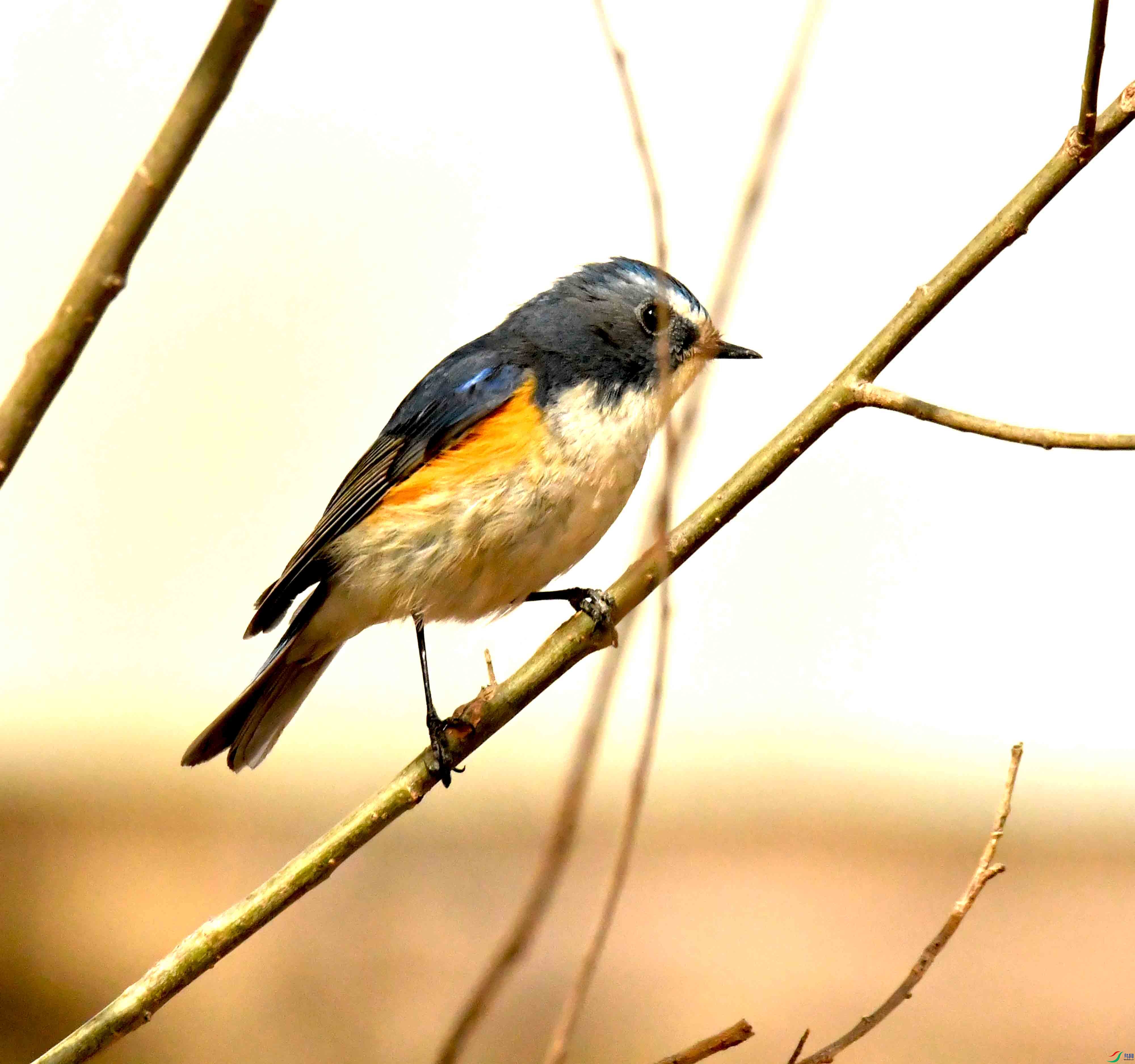 DSC_1237.JPG