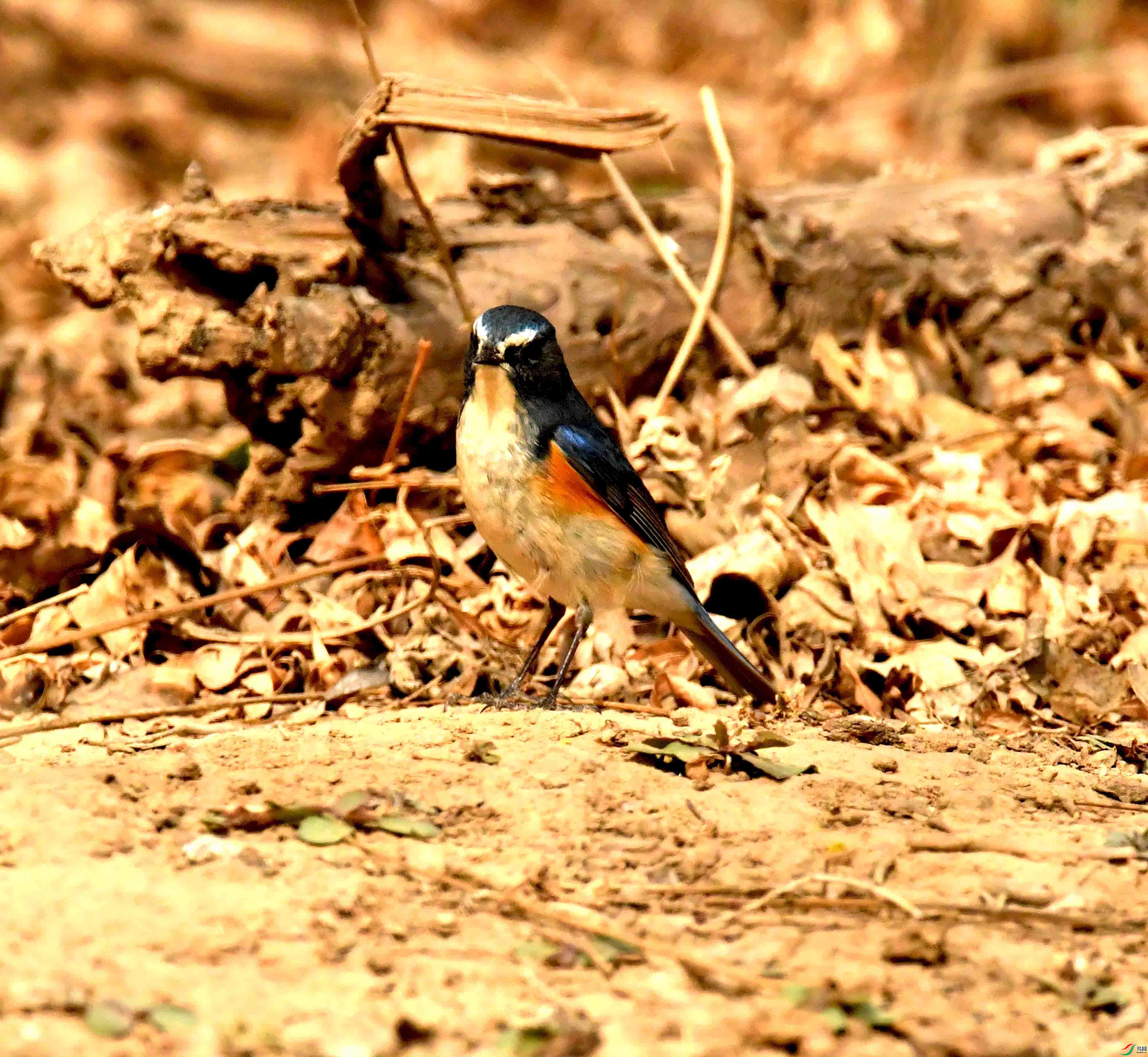 DSC_1254.JPG