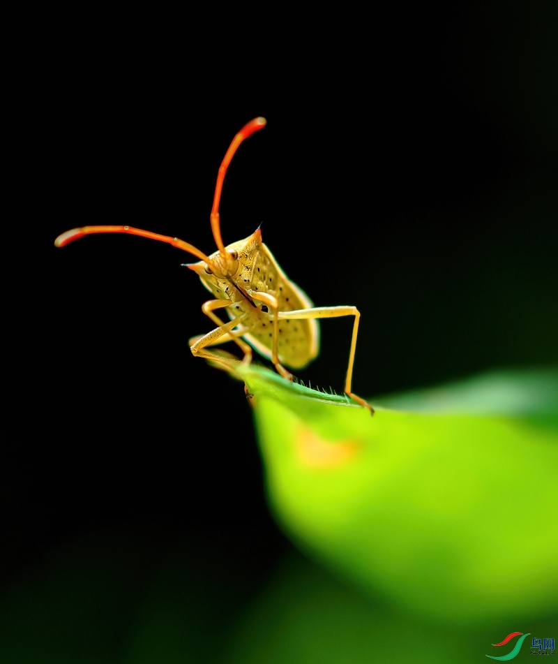 ��Ӱ��һֻ�߸ߵ�����