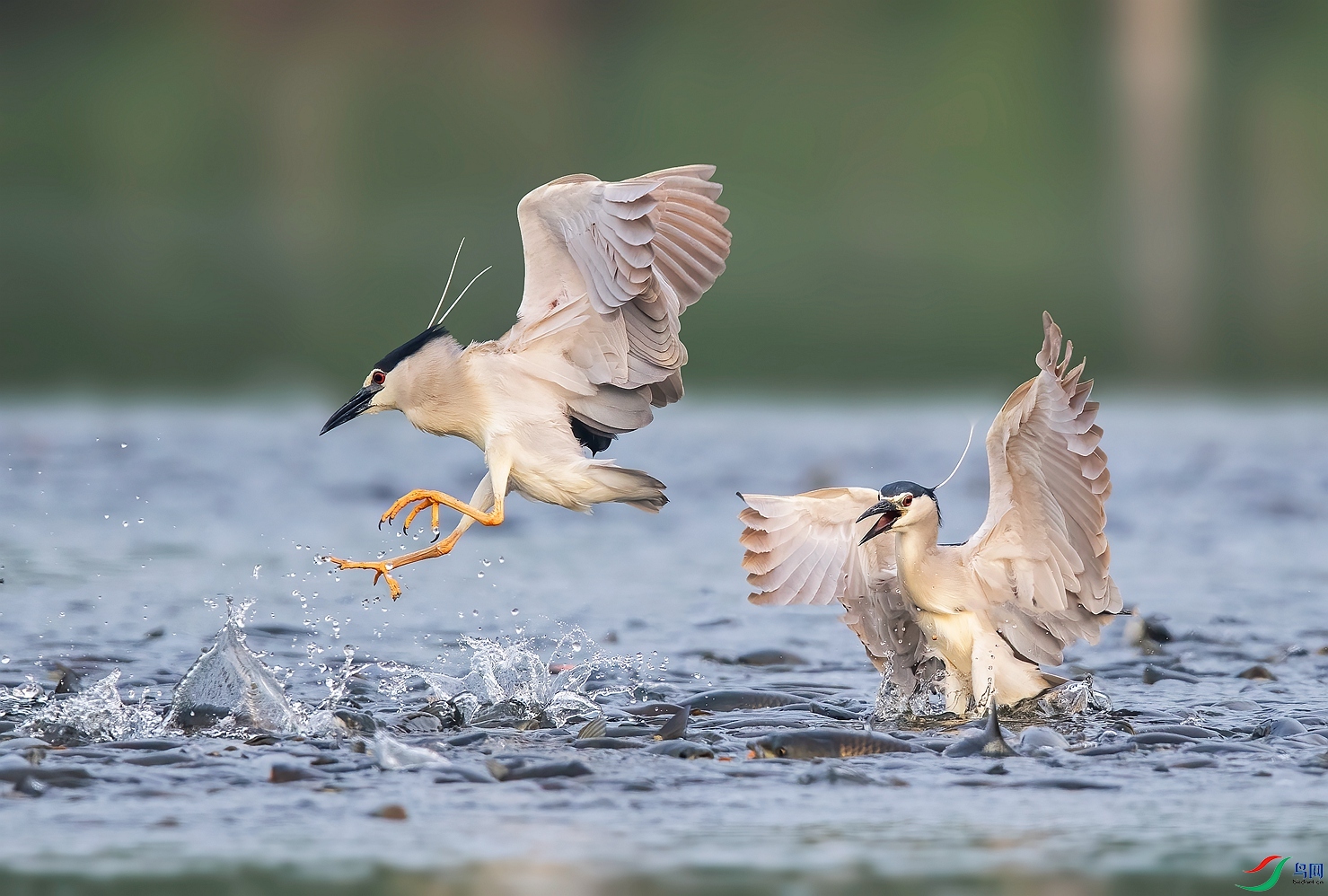 DSC_1227 ����_����.jpg