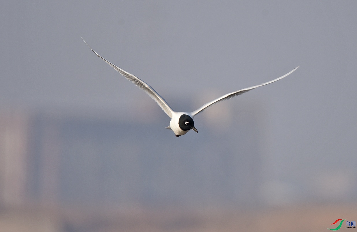 DSC_7700Ѳ��.jpg