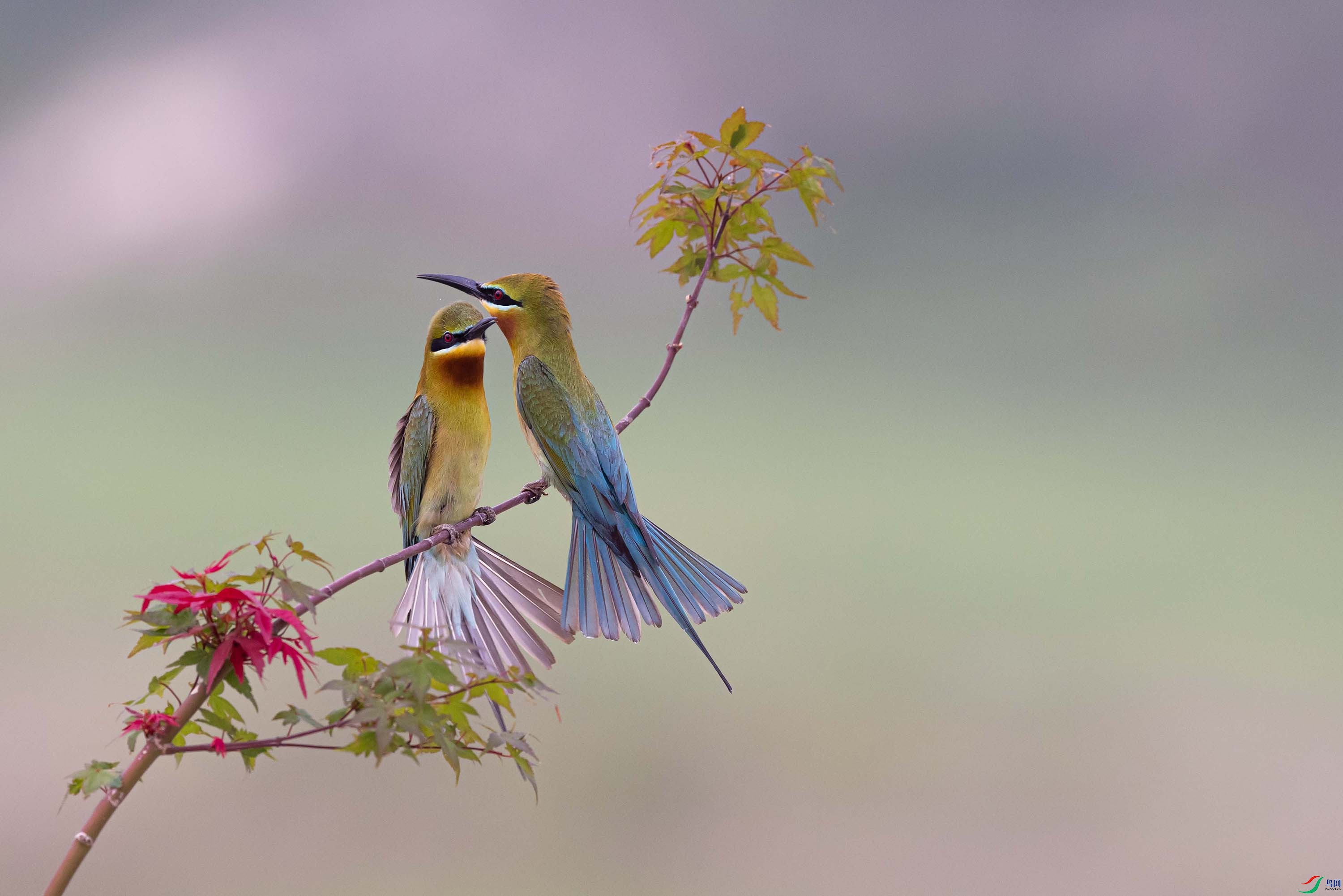 ��Ҷ����˼