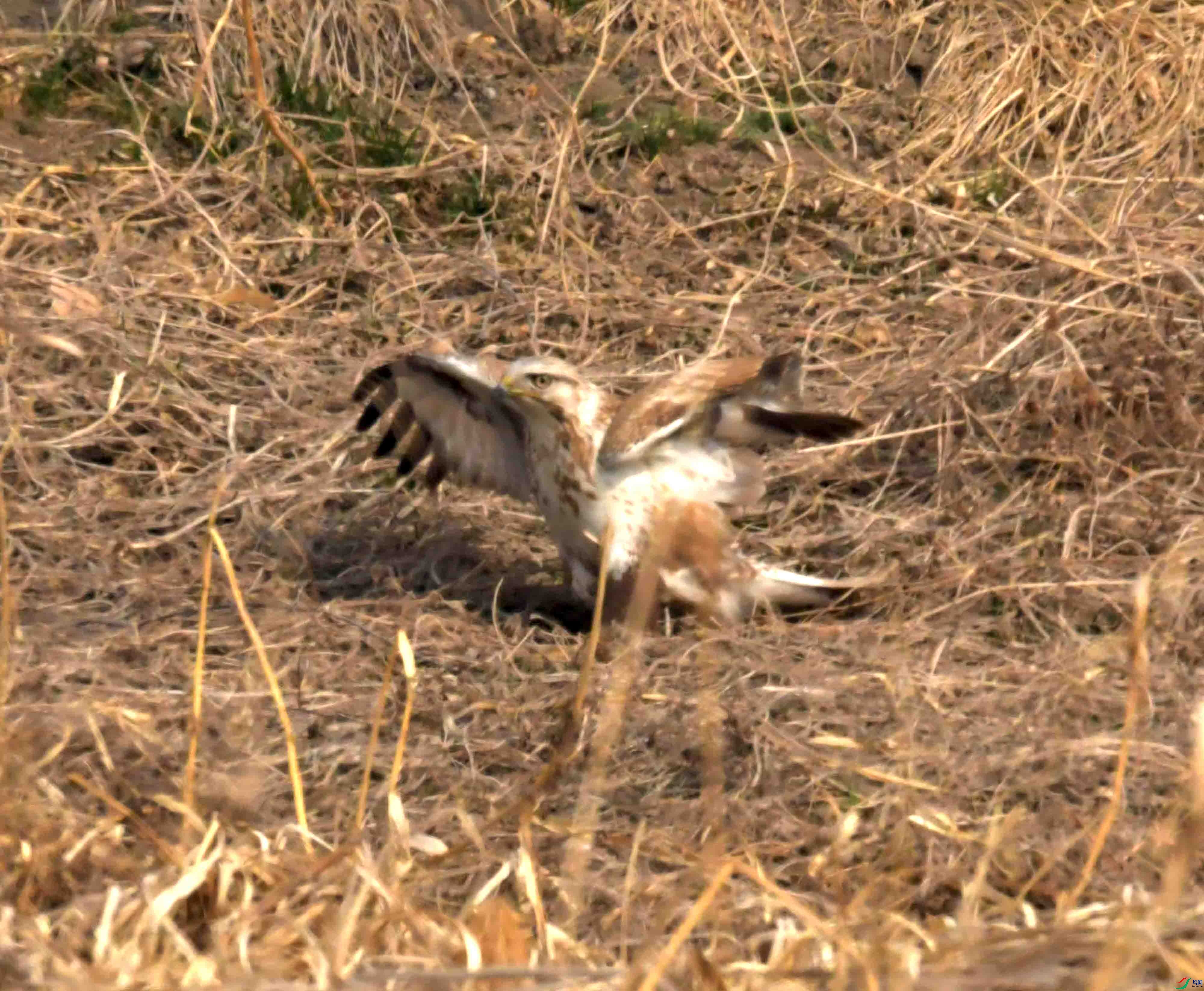 DSC_2169.JPG