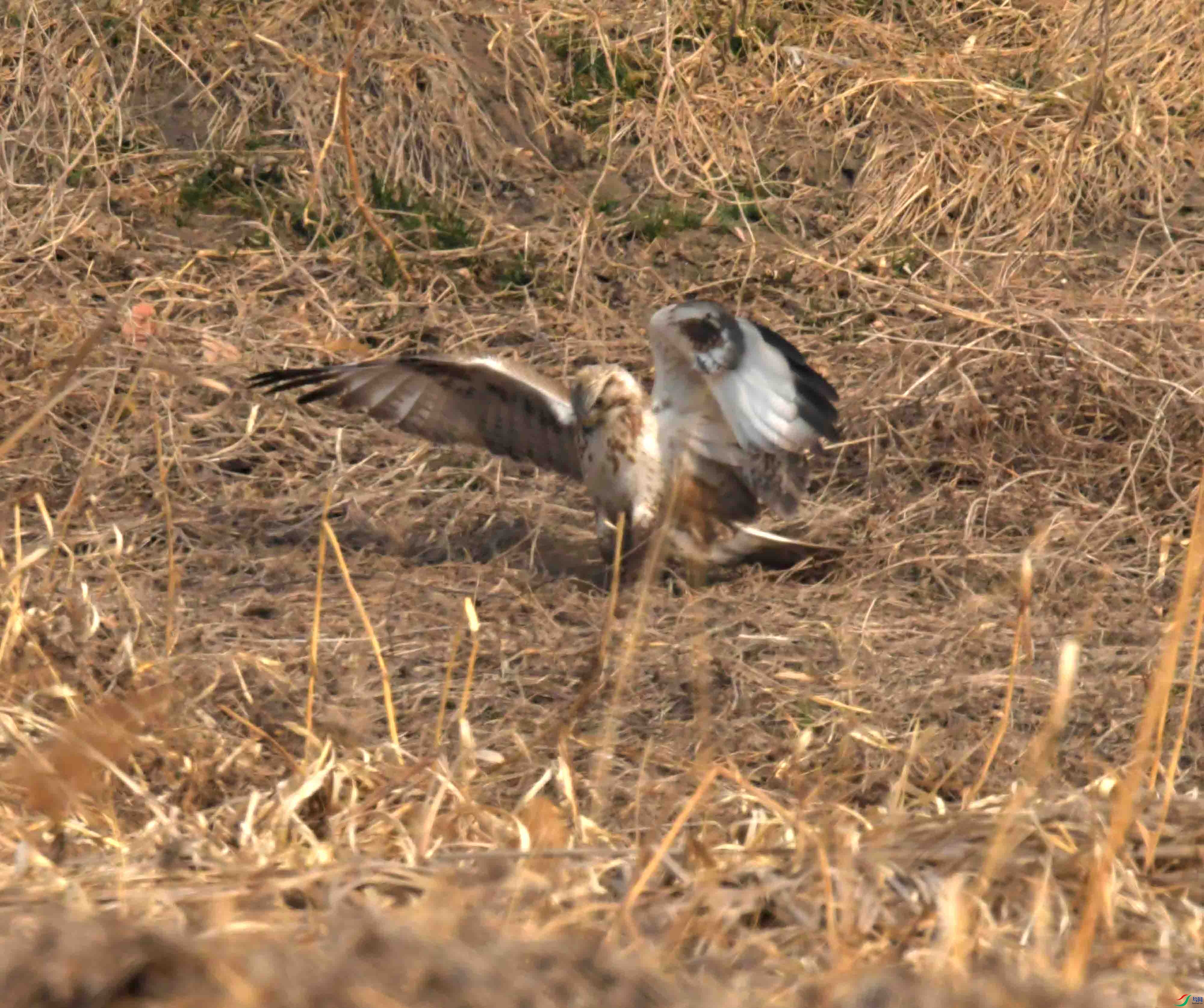 DSC_2177.JPG