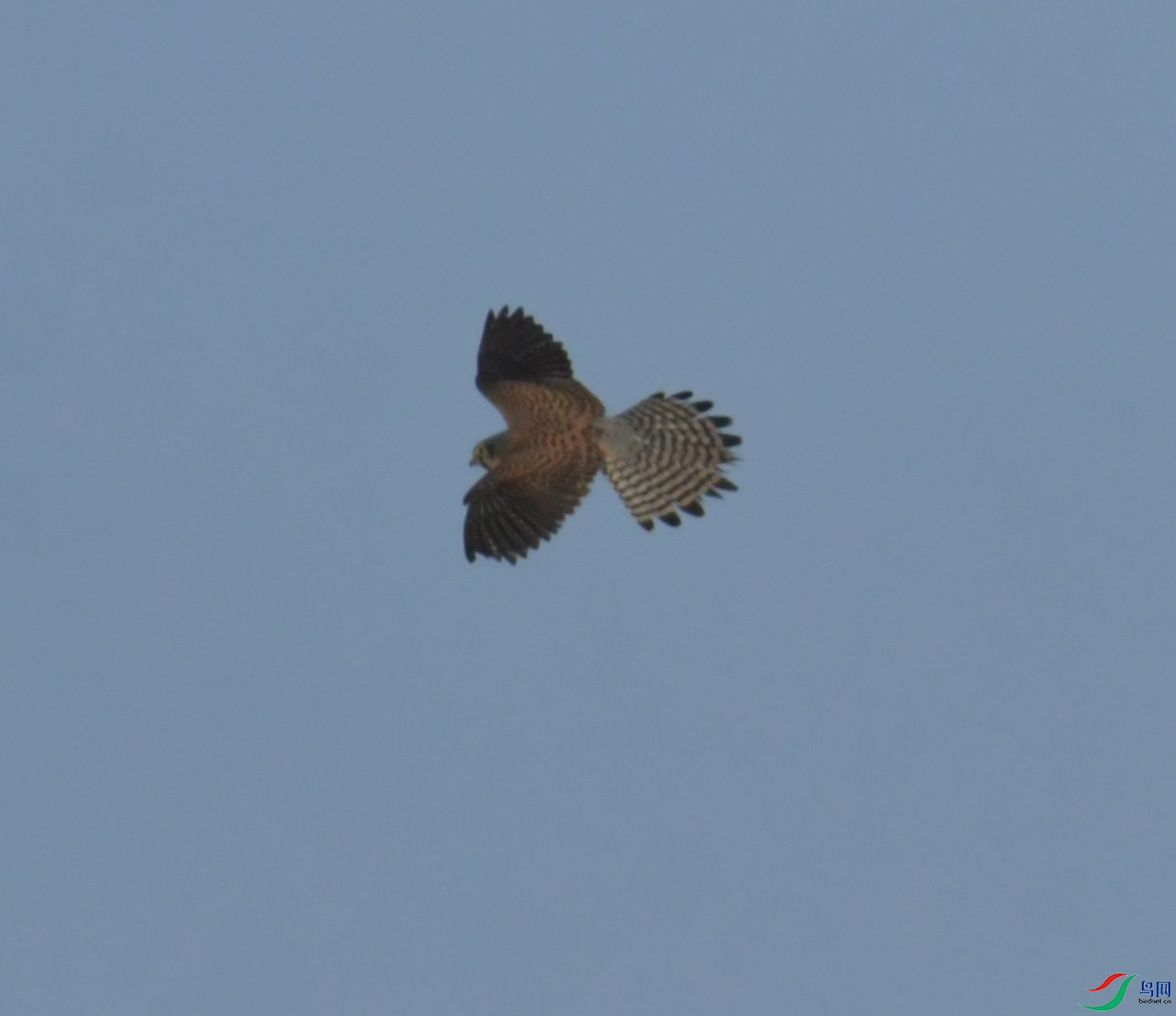 DSC_0949.JPG