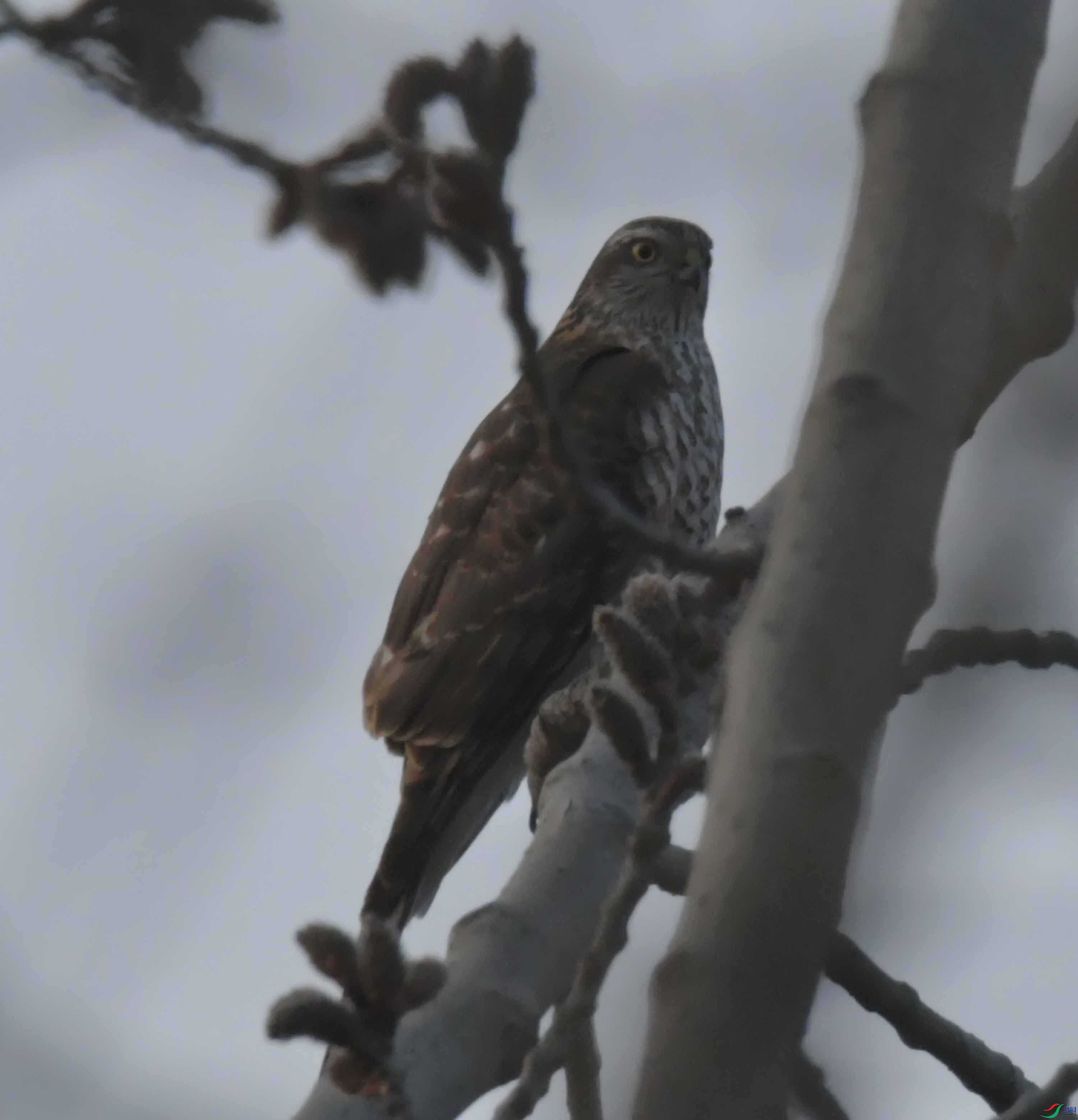 DSC_0986.JPG