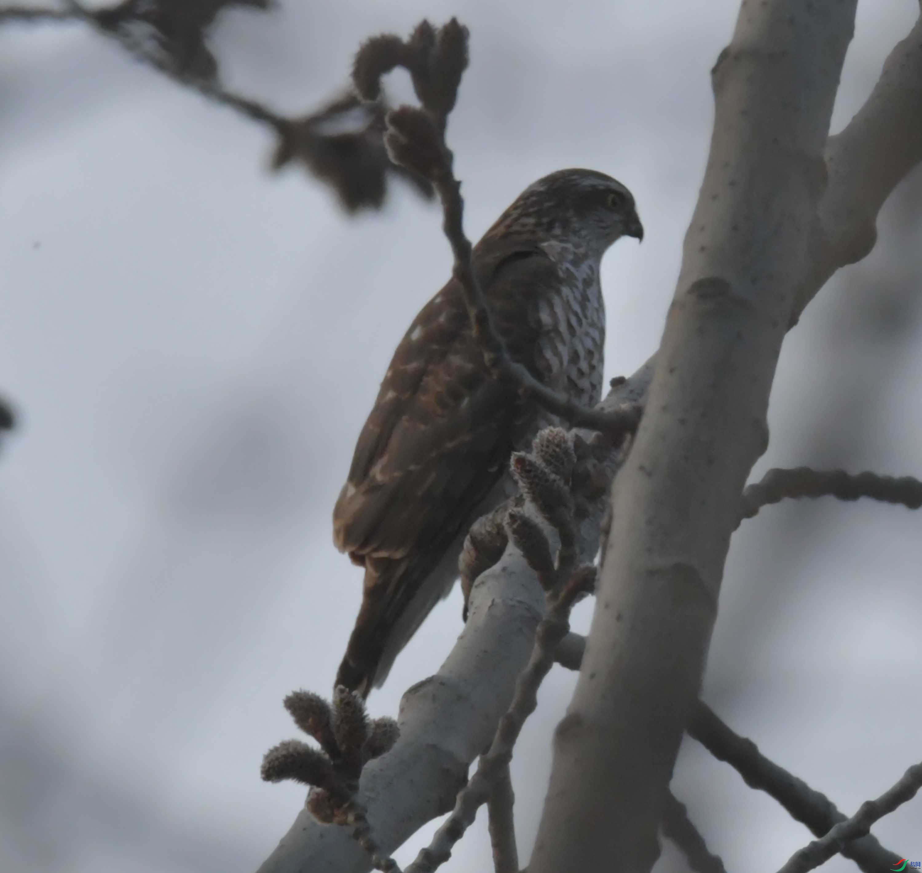 DSC_0990.JPG