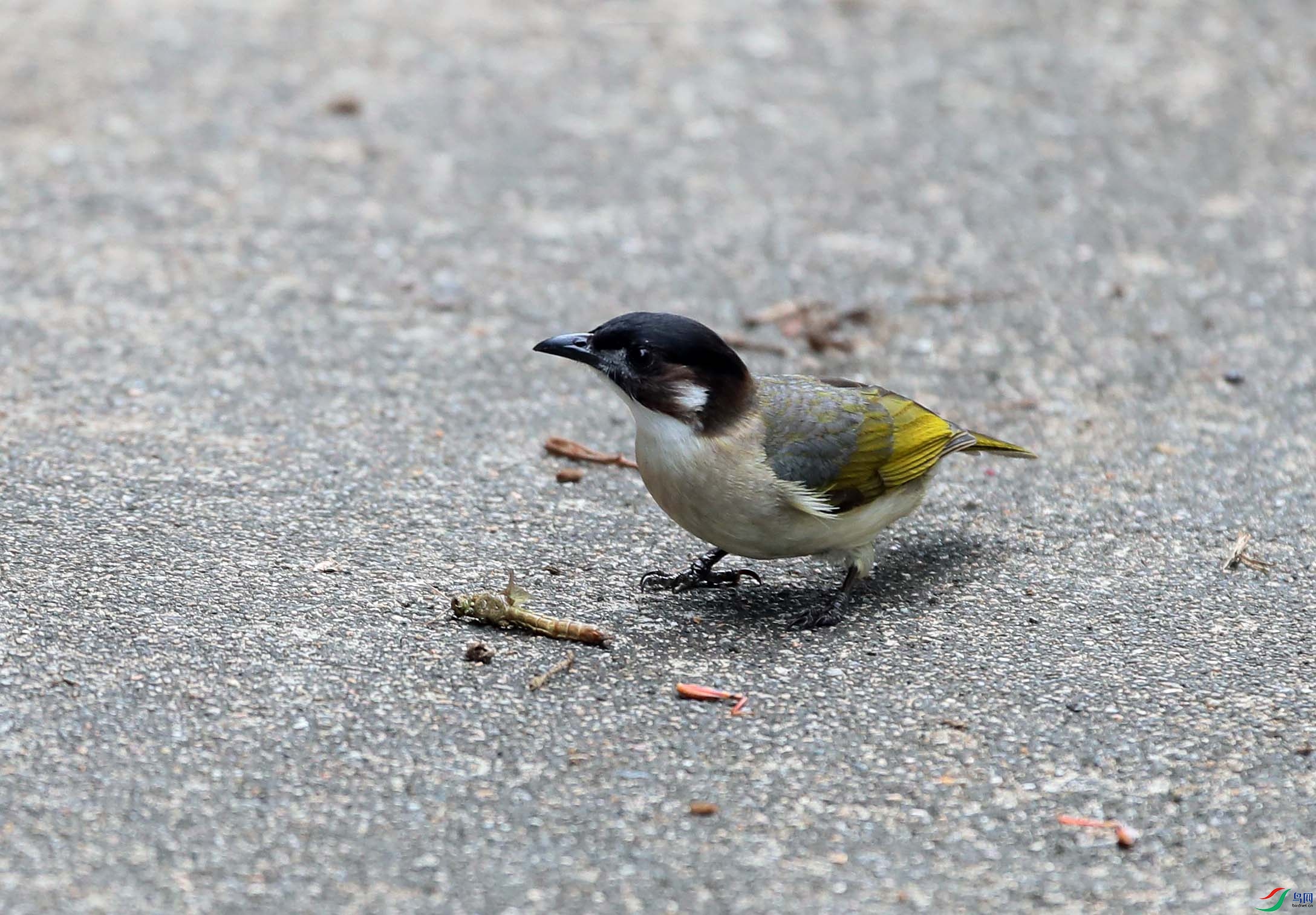 B83I4237.JPG