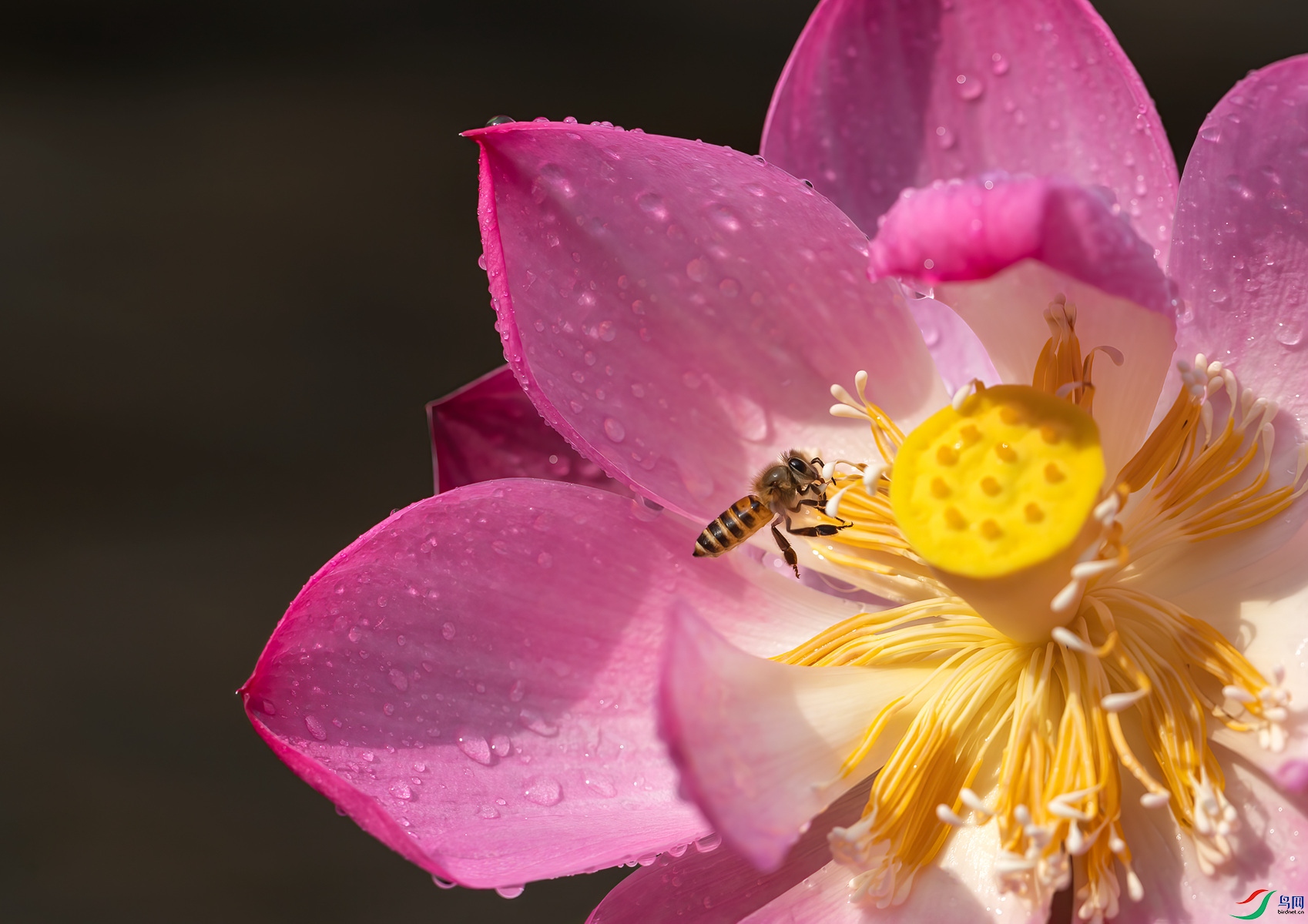 BF1I6468 ����_����.jpg