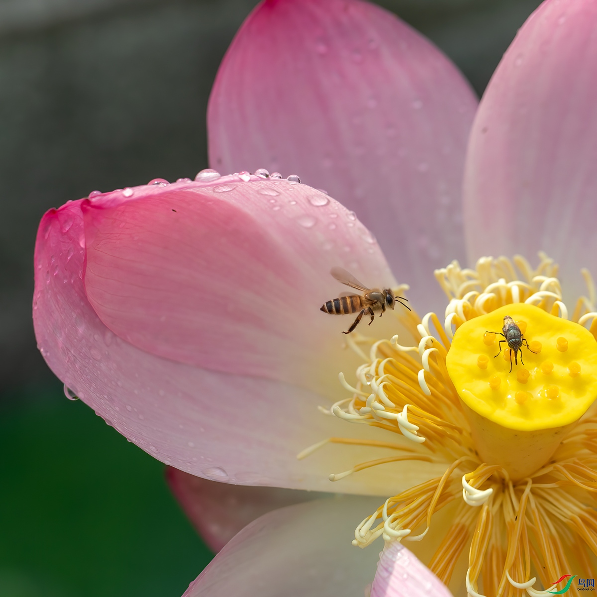 BF1I6426 ����_����.jpg