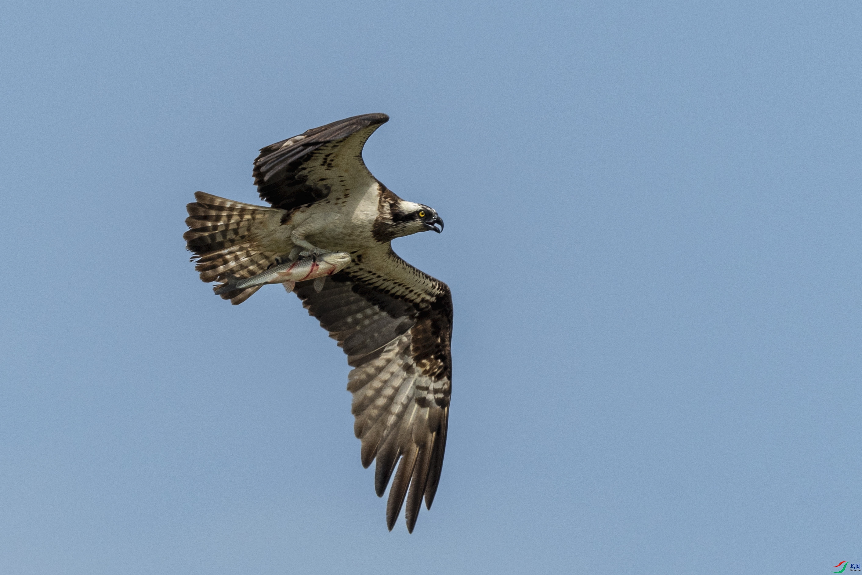 D50_5210_1.JPG