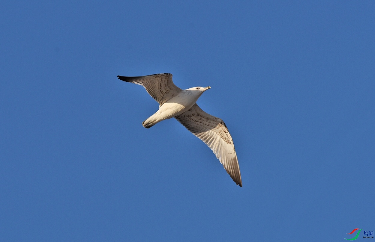 DSC_6216.jpg