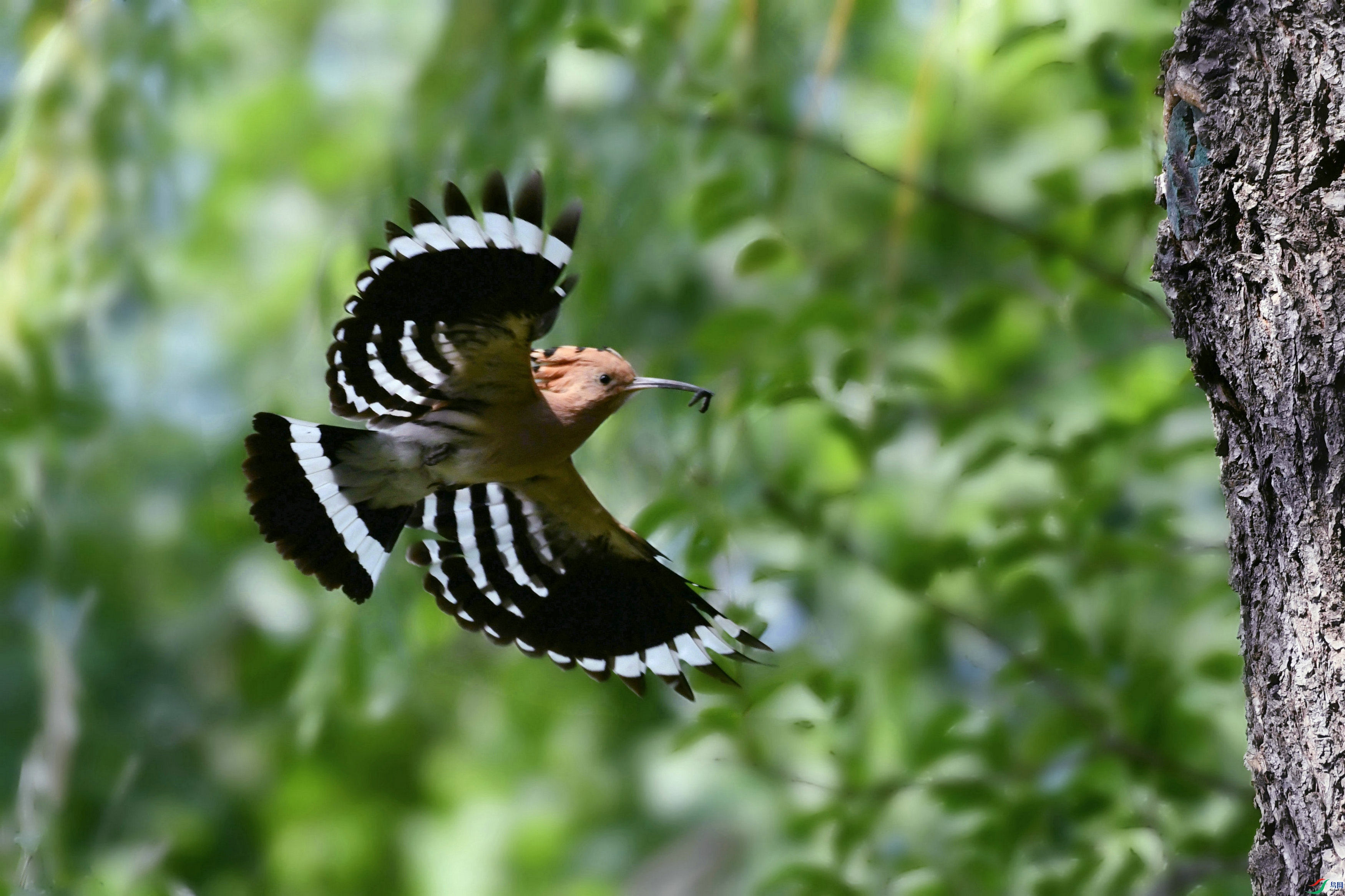 DSC_0101.JPG
