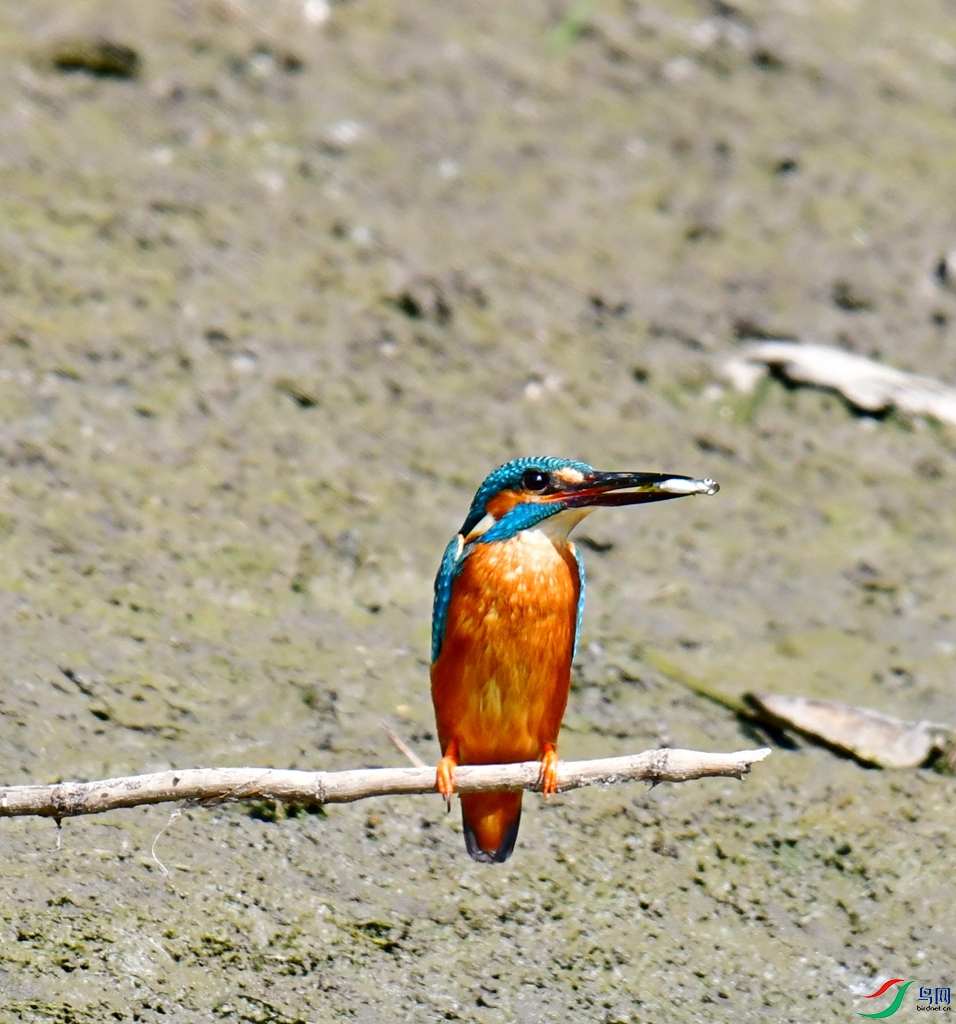 DSC_7803.jpg