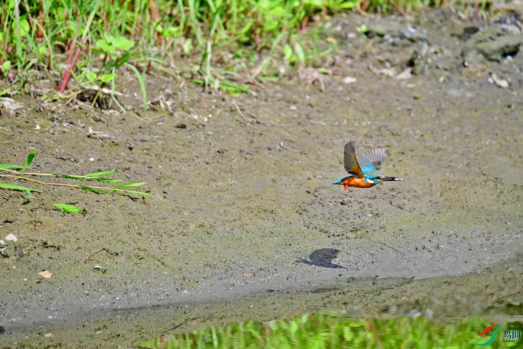 DSC_78330.jpg