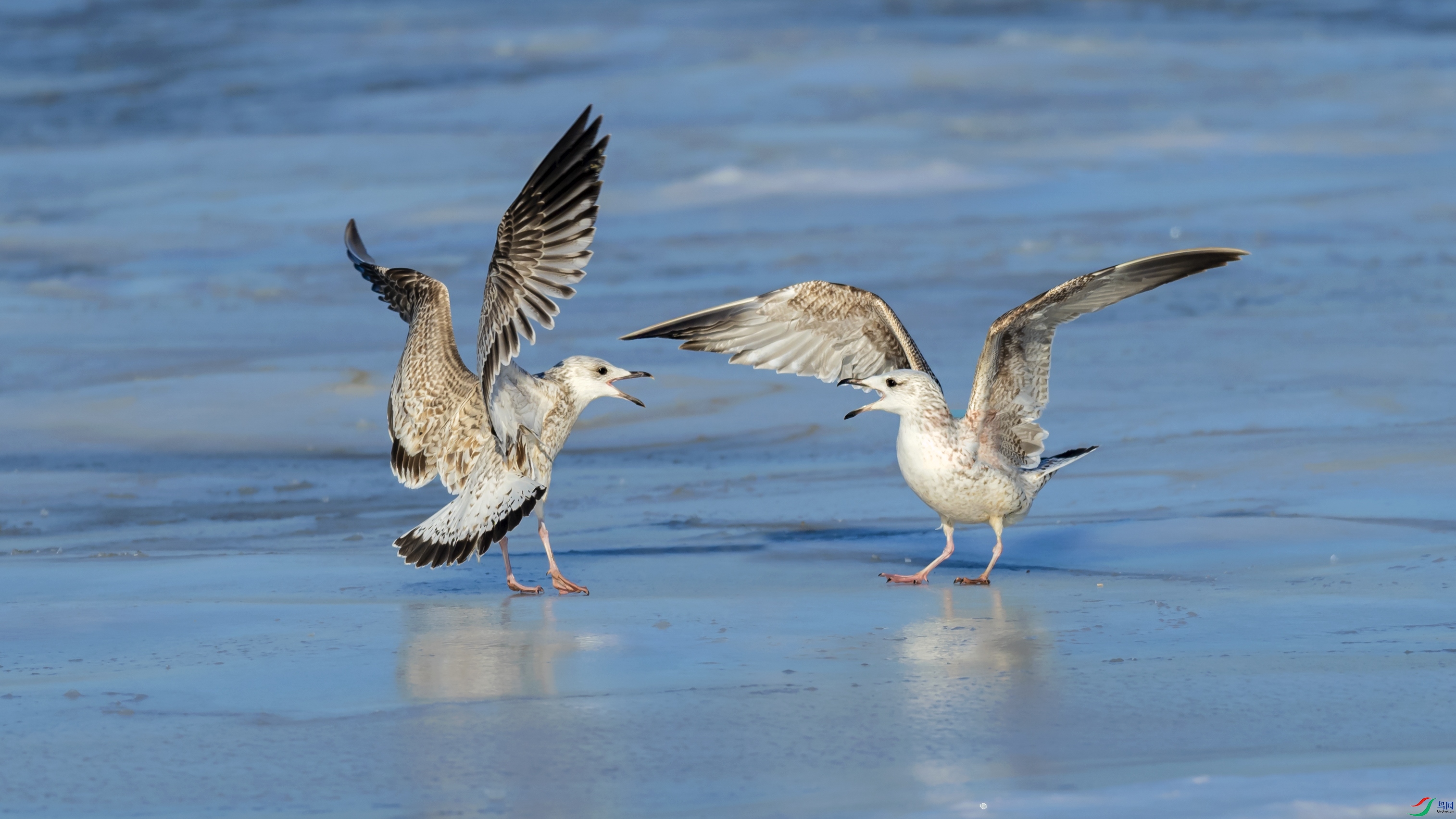 DSC_2064-1.jpg