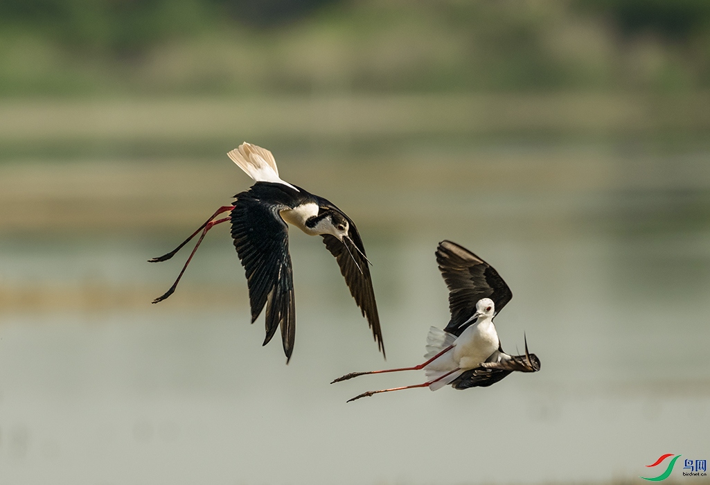 DSC_8238--1.jpg