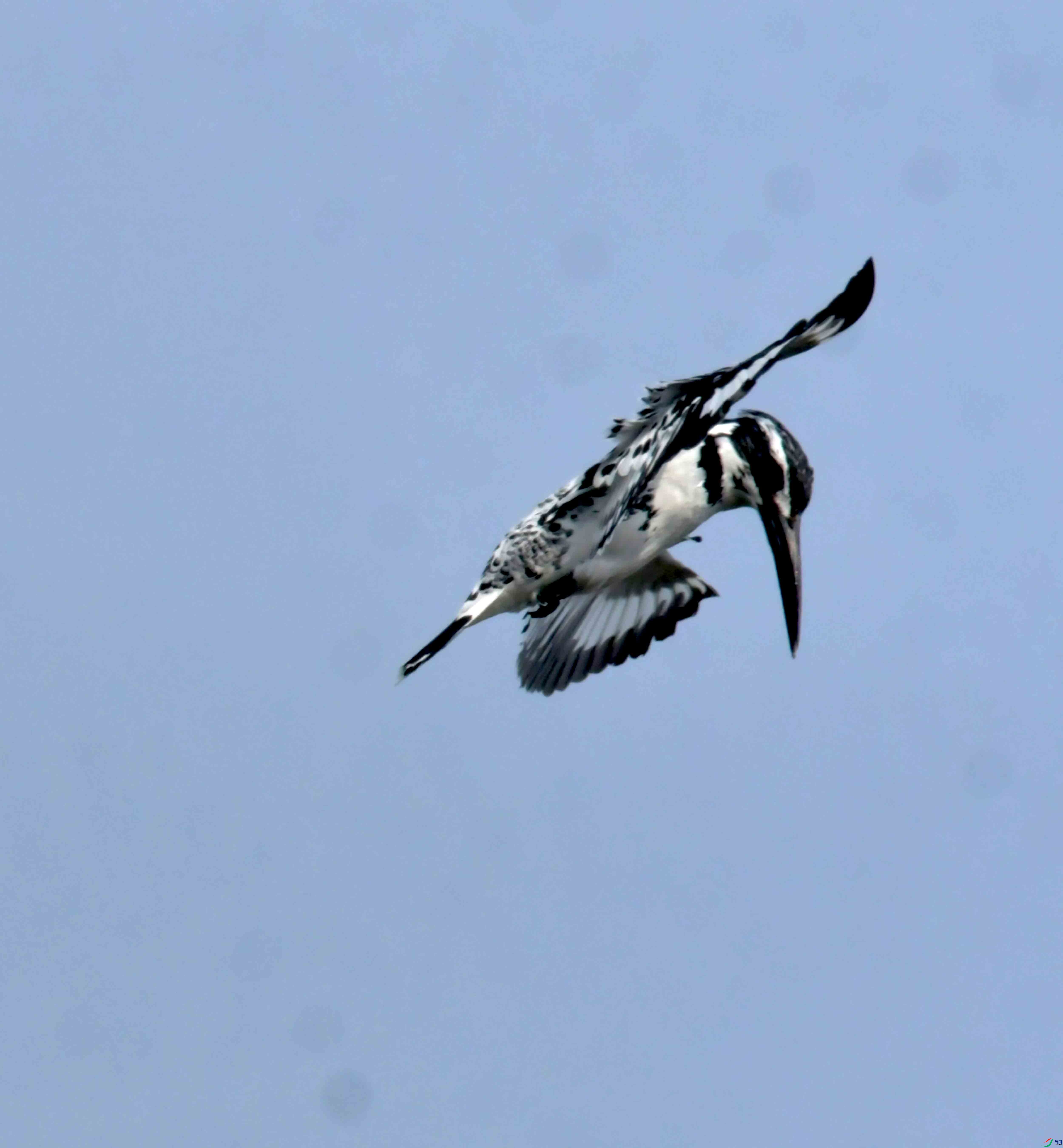 DSC_0823.JPG