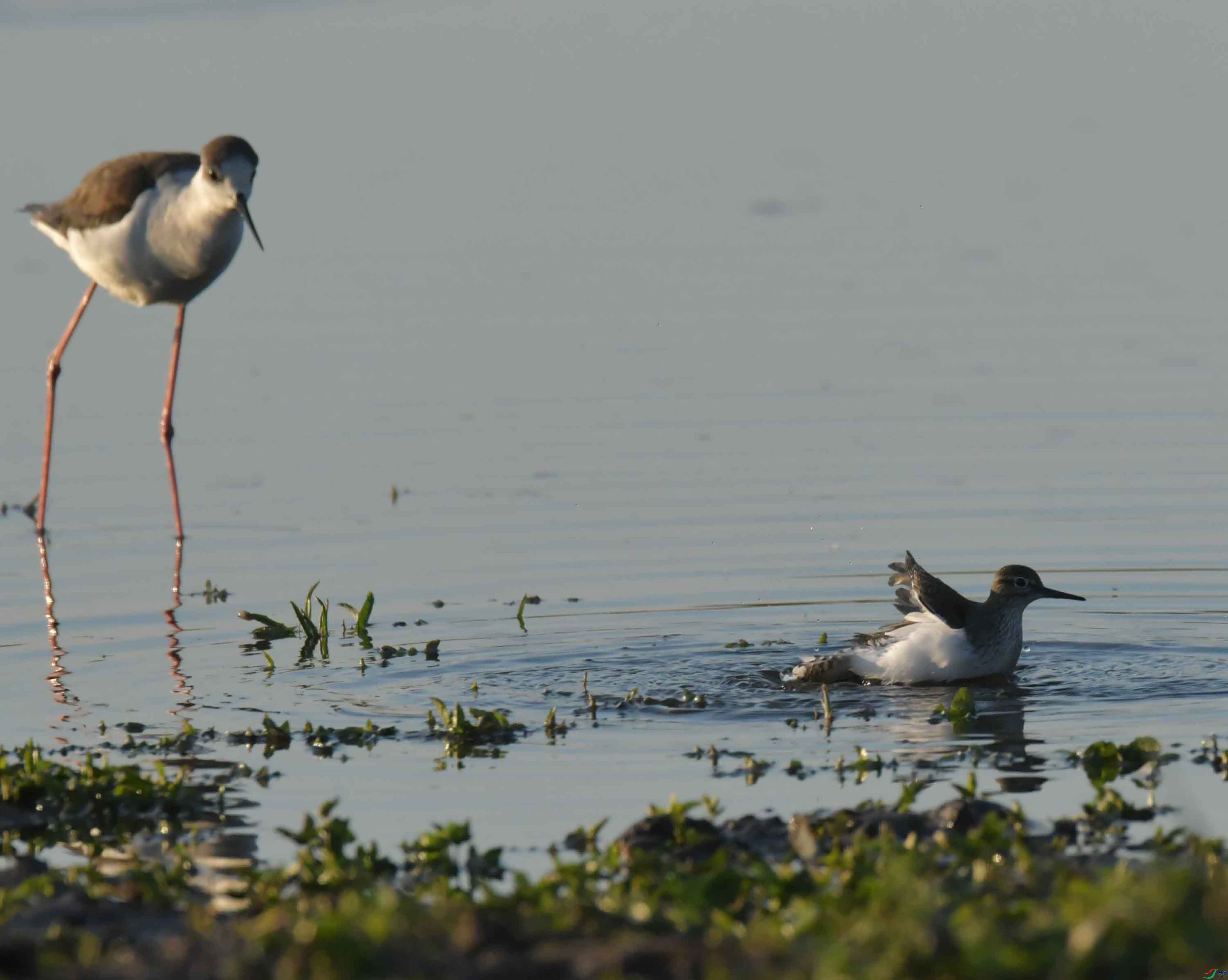 DSC_0464.JPG