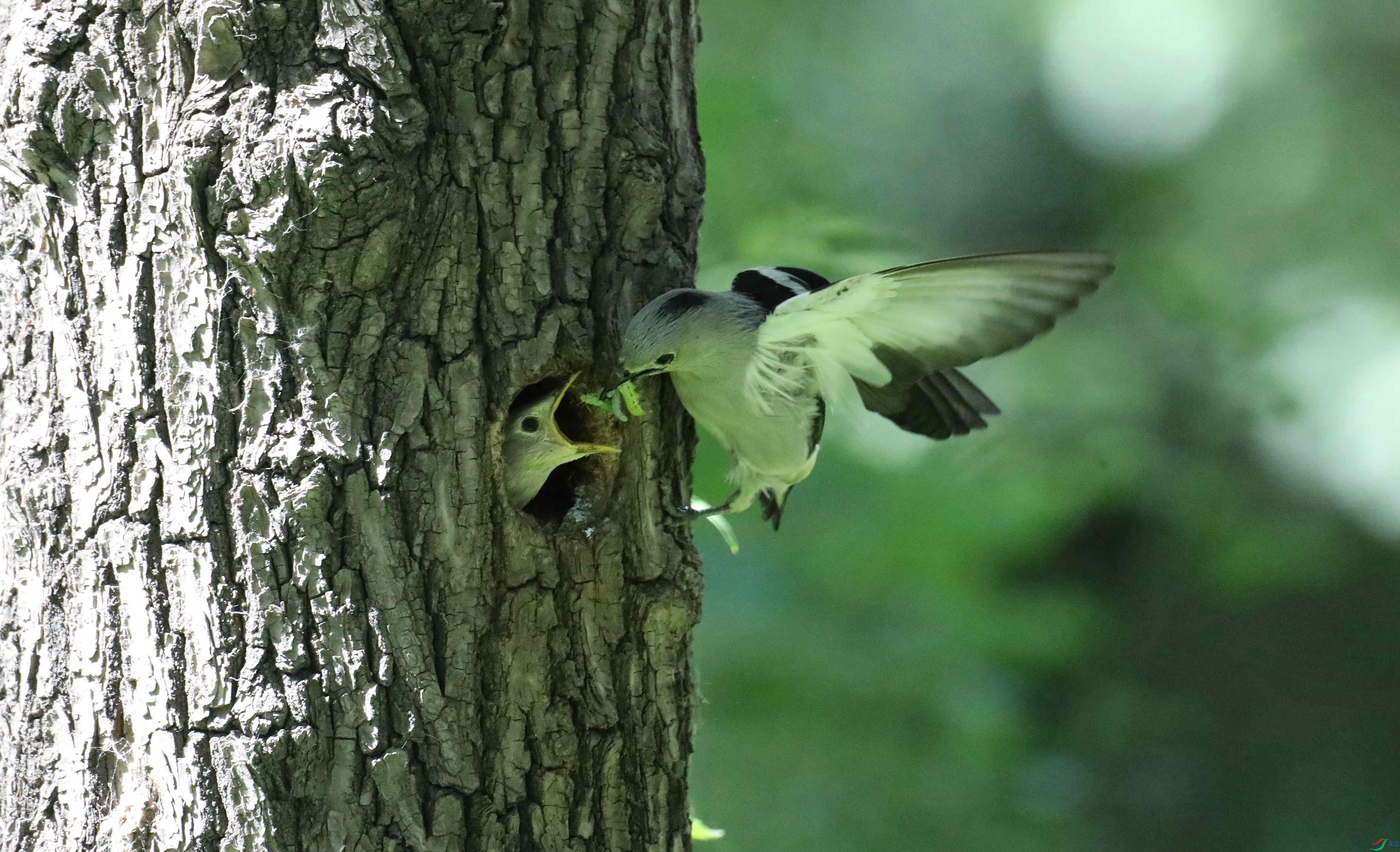 9G8A3268.JPG