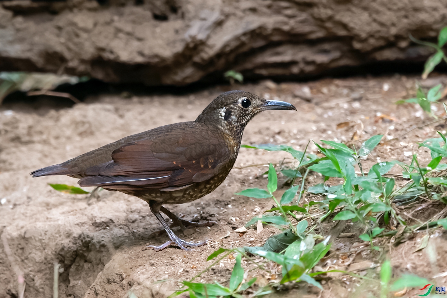 3DSC_7565_DxOa.jpg