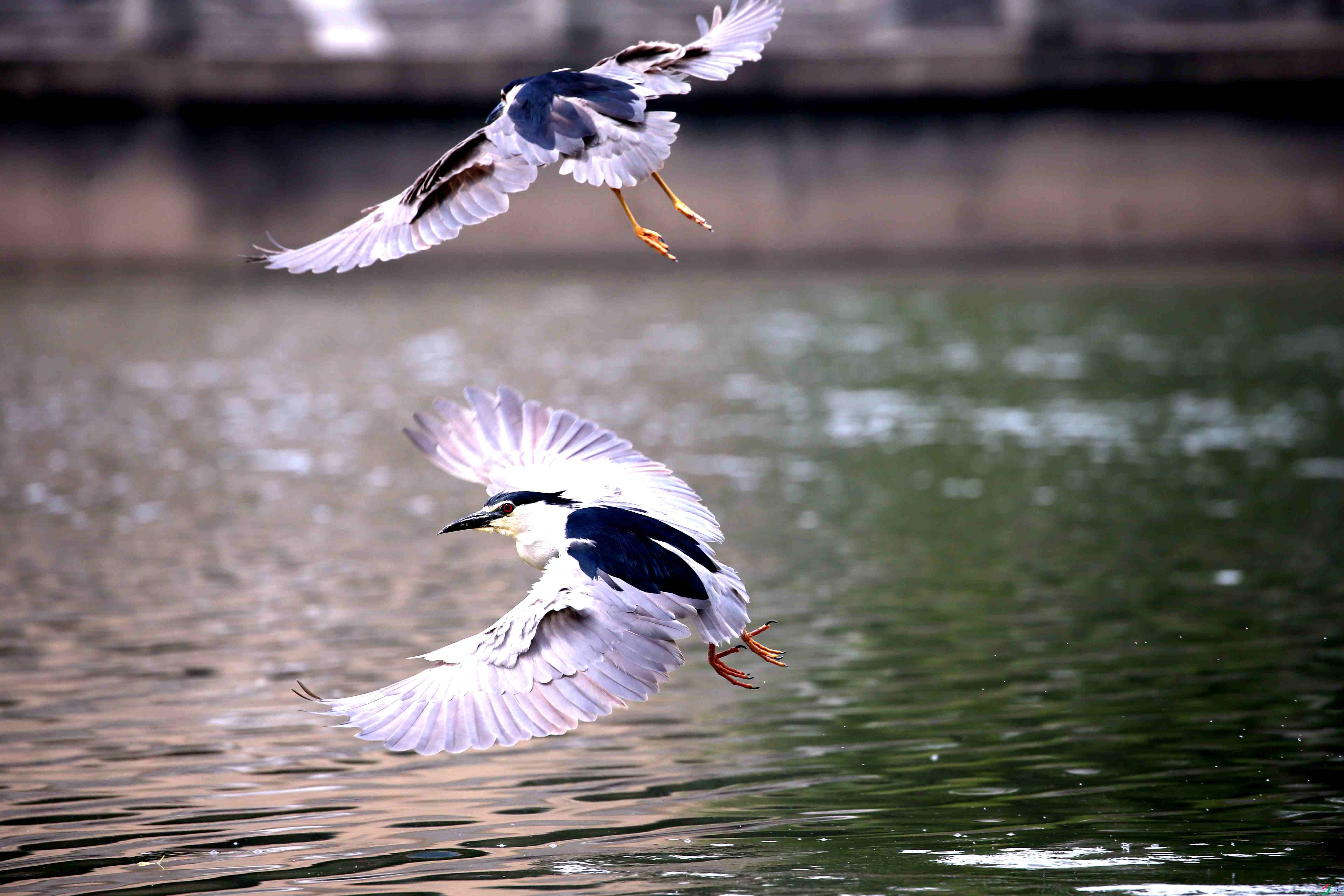 �����˰�